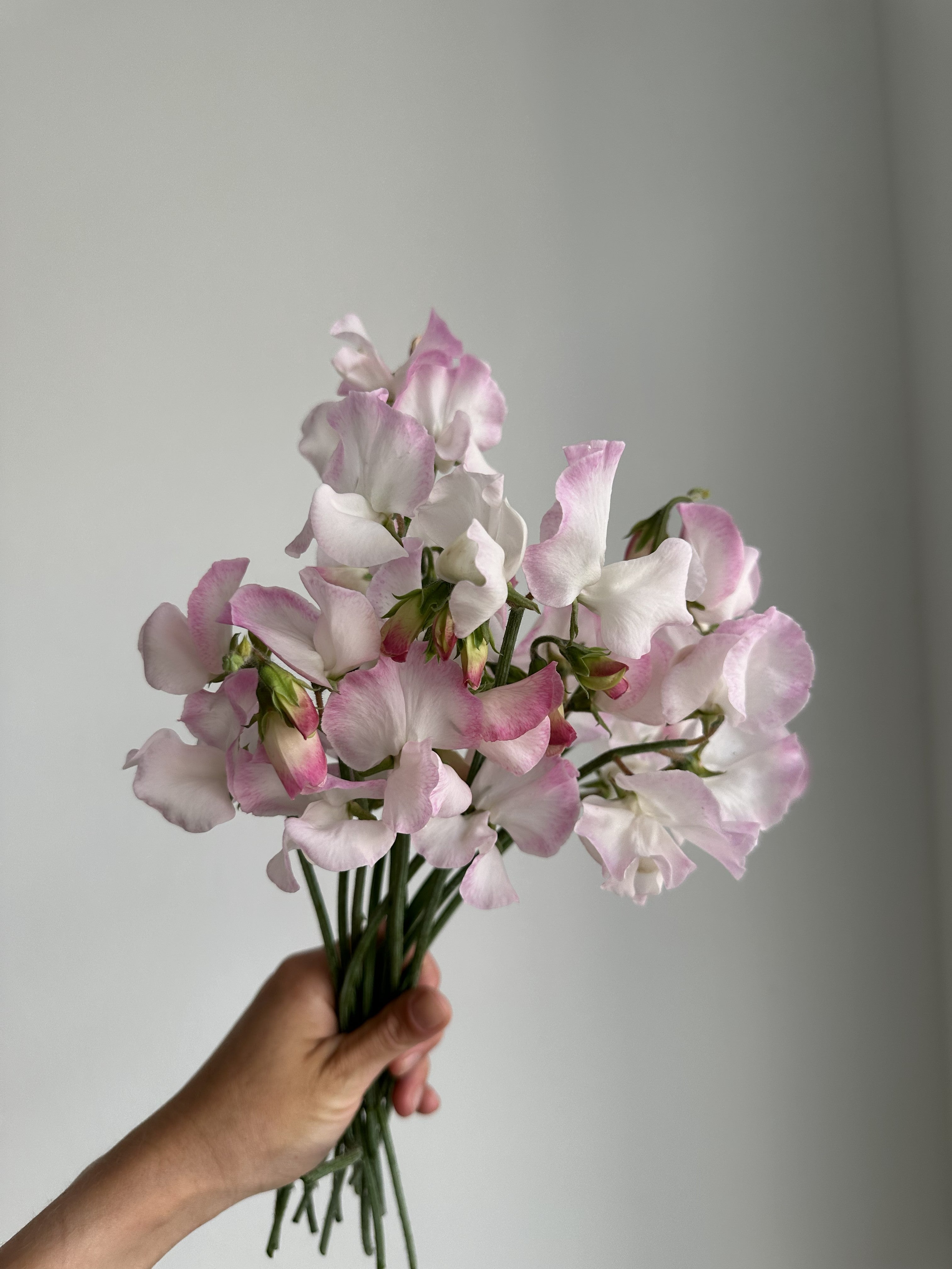 Sweet Pea High Society - FluffyFlower