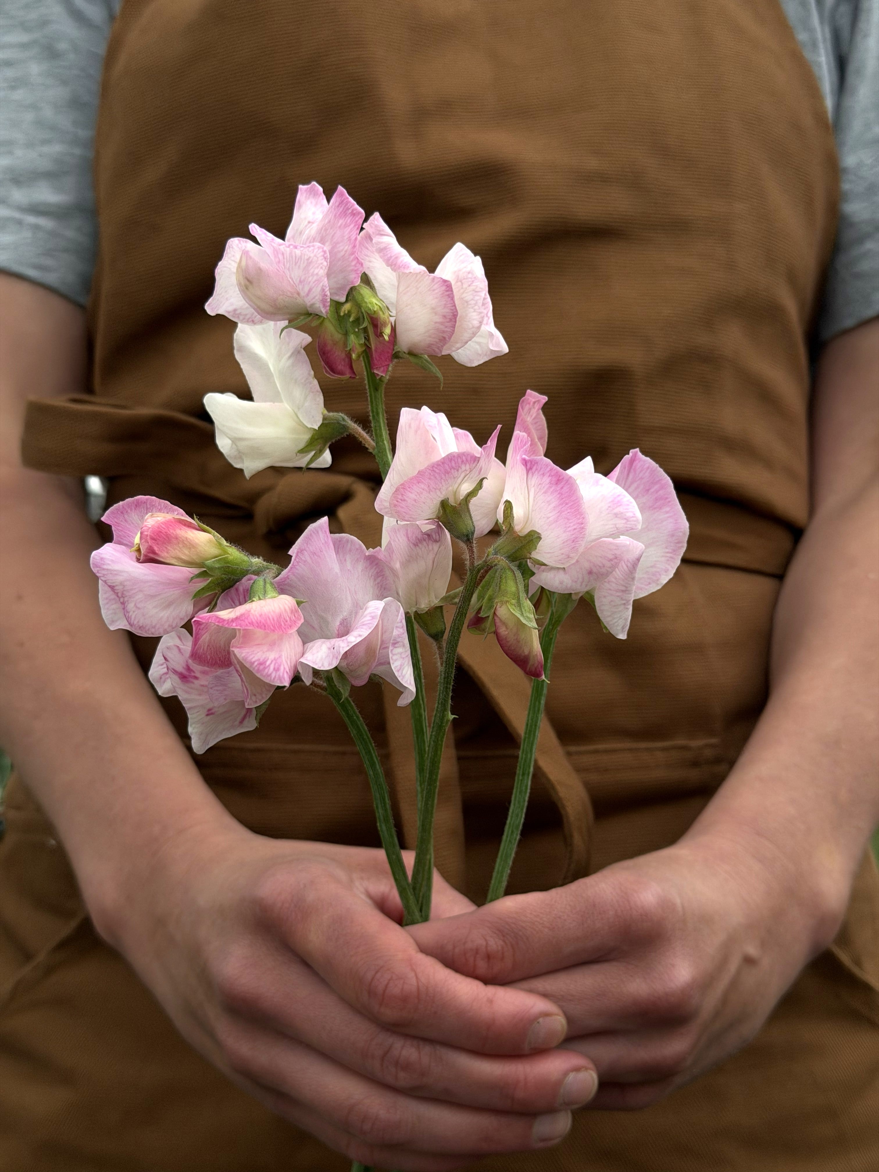 Sweet Pea High Society - FluffyFlower