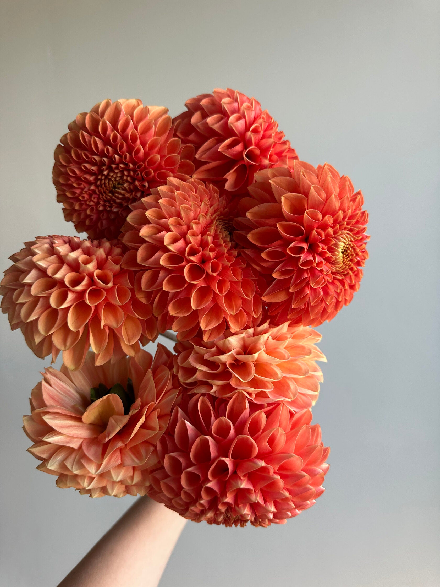 Dahlia Jowey Linda