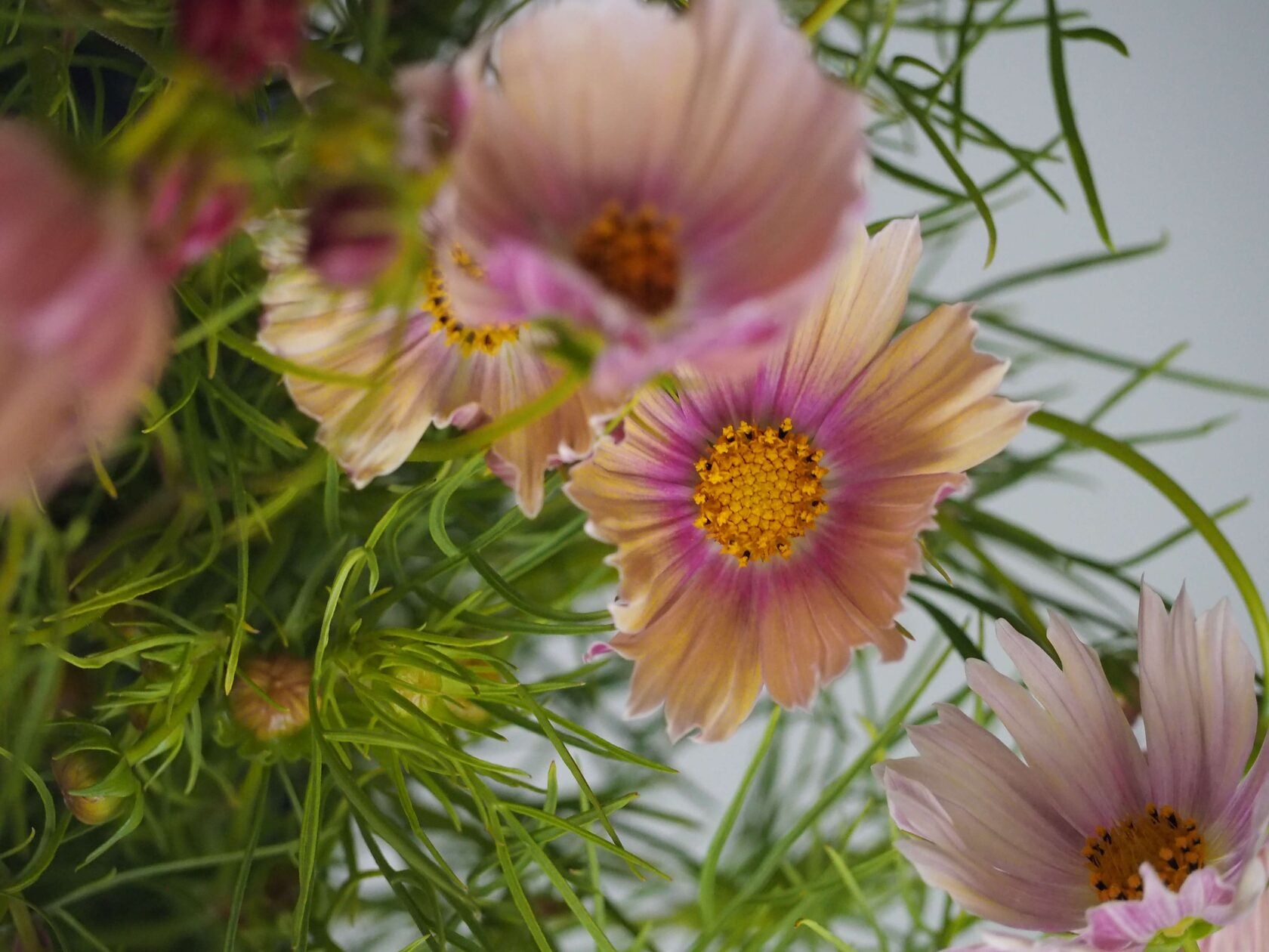 Cosmos Apricot Lemonade