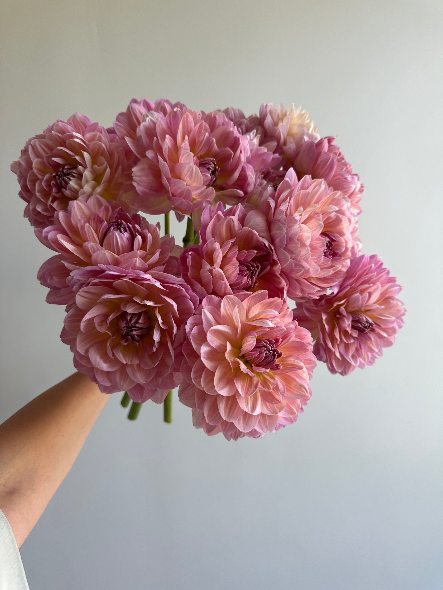 Dahlia Hapet Old Charm - FluffyFlower