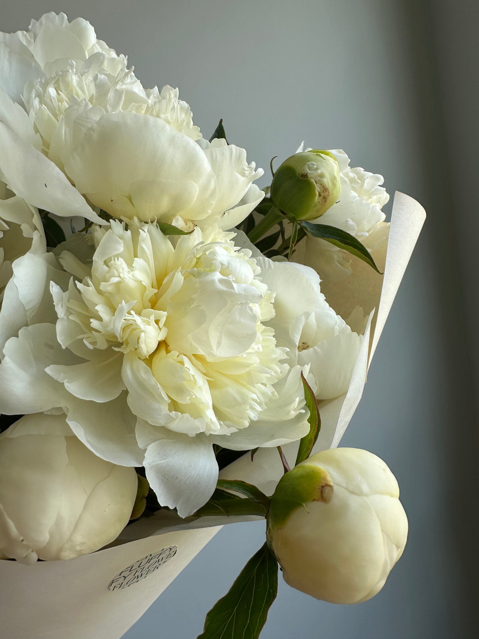 Peony Duchesse de Nemours