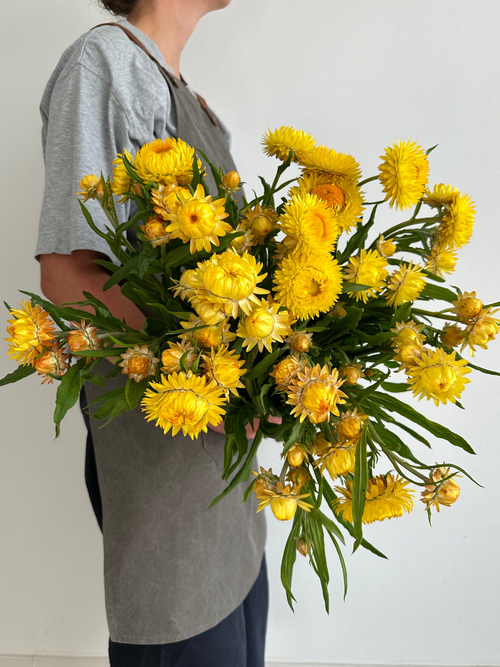 Helichrysum Lemon Yellow