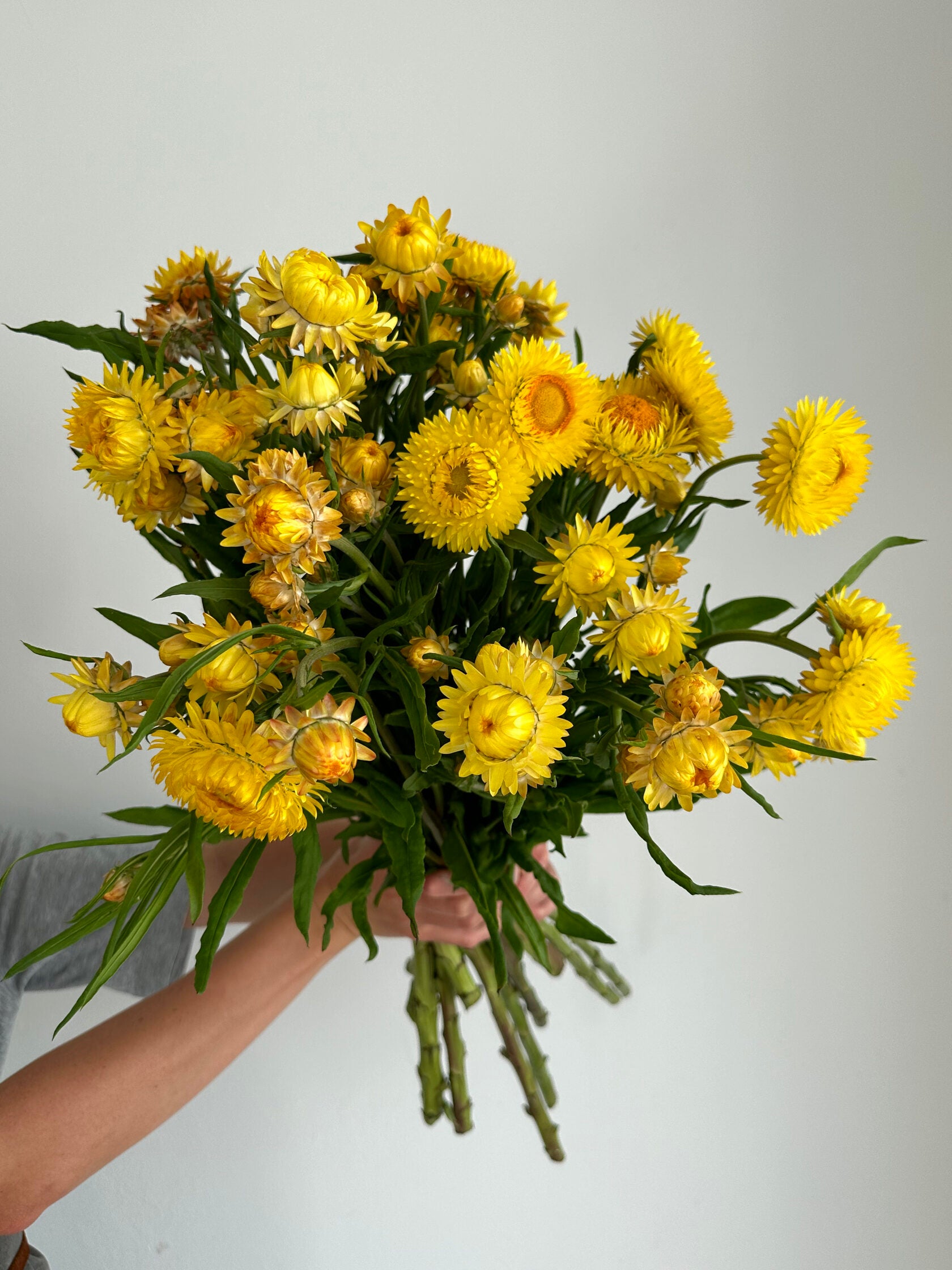 Helichrysum Lemon Yellow