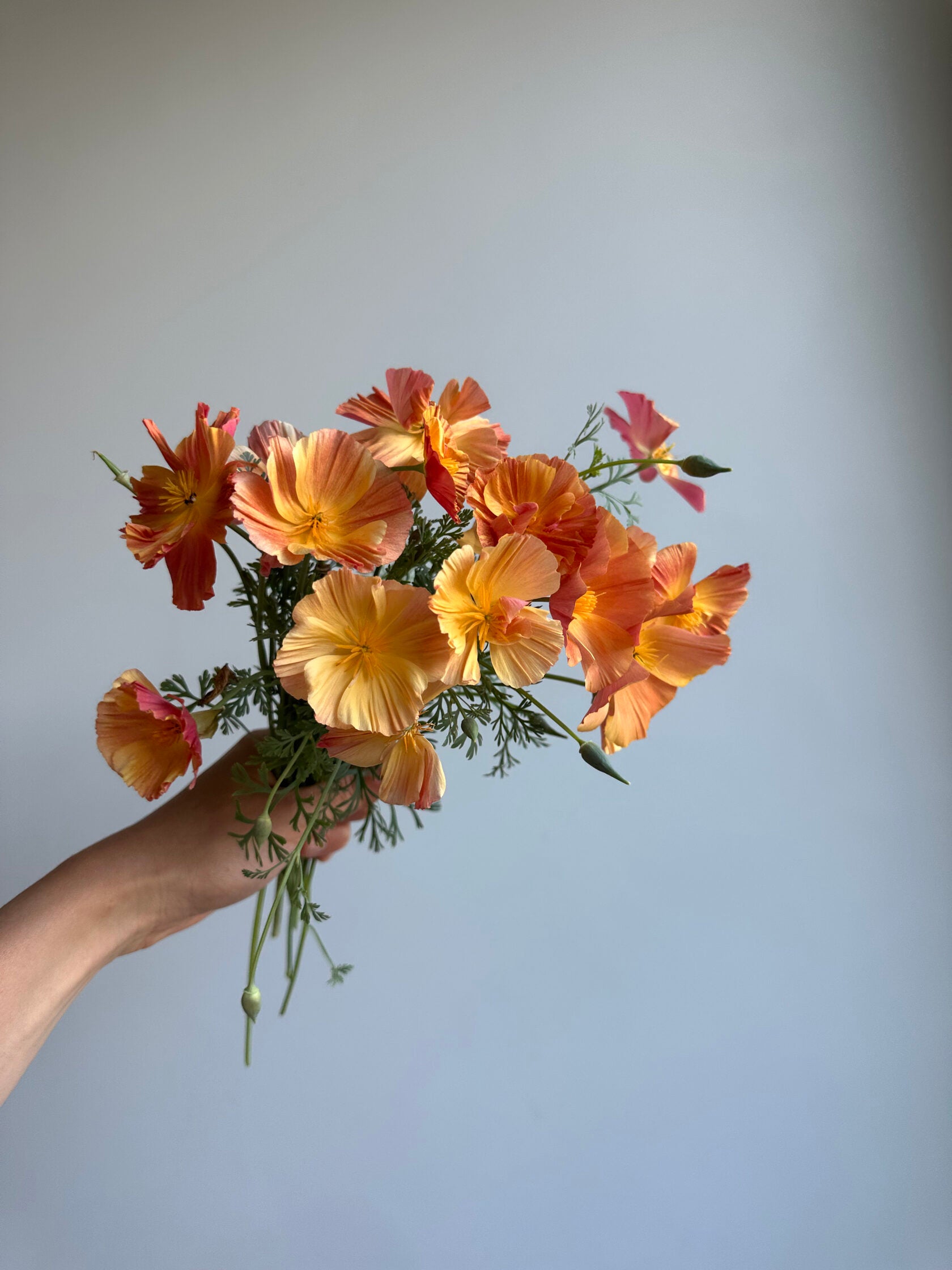 California Poppy Apricot Chiffon (Eschscholzia)