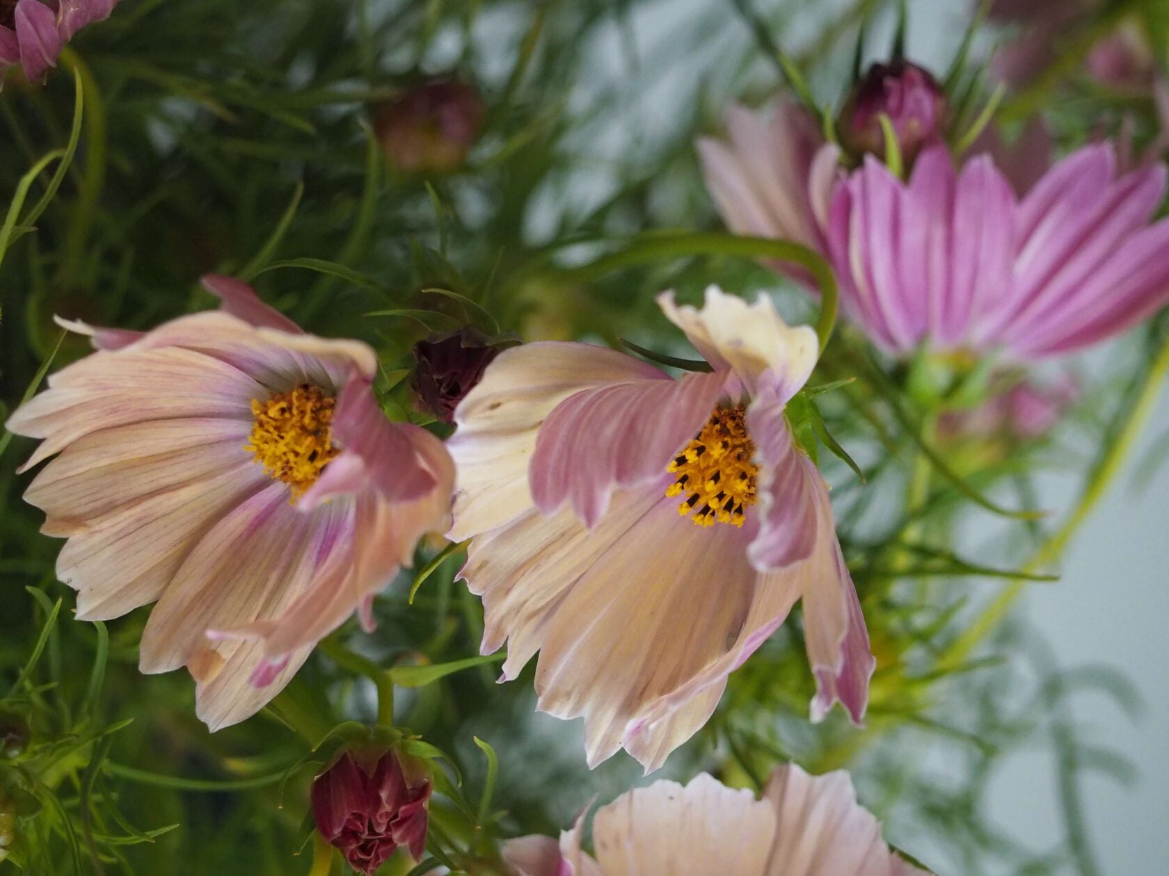 Cosmos Apricot Lemonade