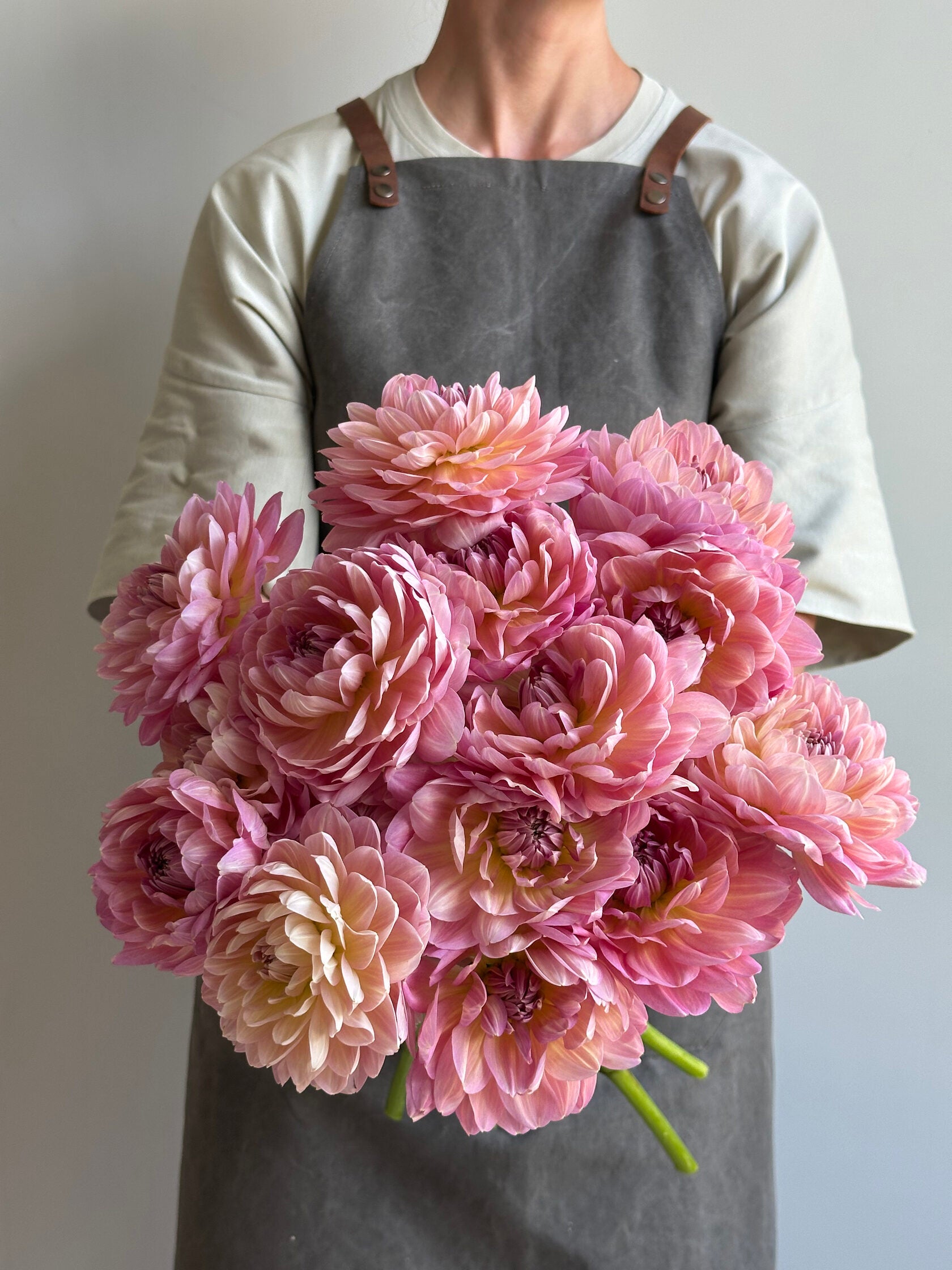 Dahlia Hapet Old Charm - FluffyFlower