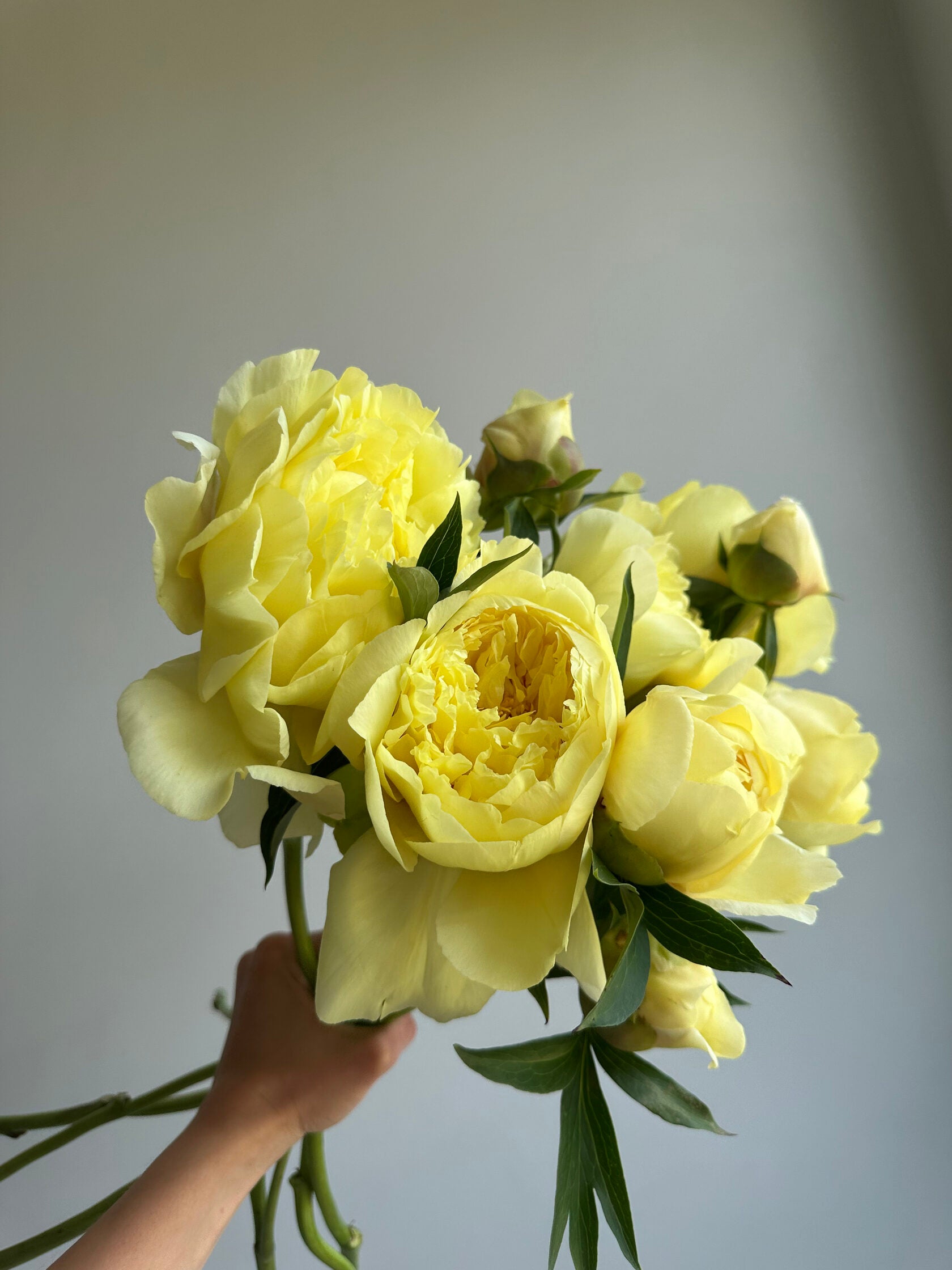 Peony Bartzella