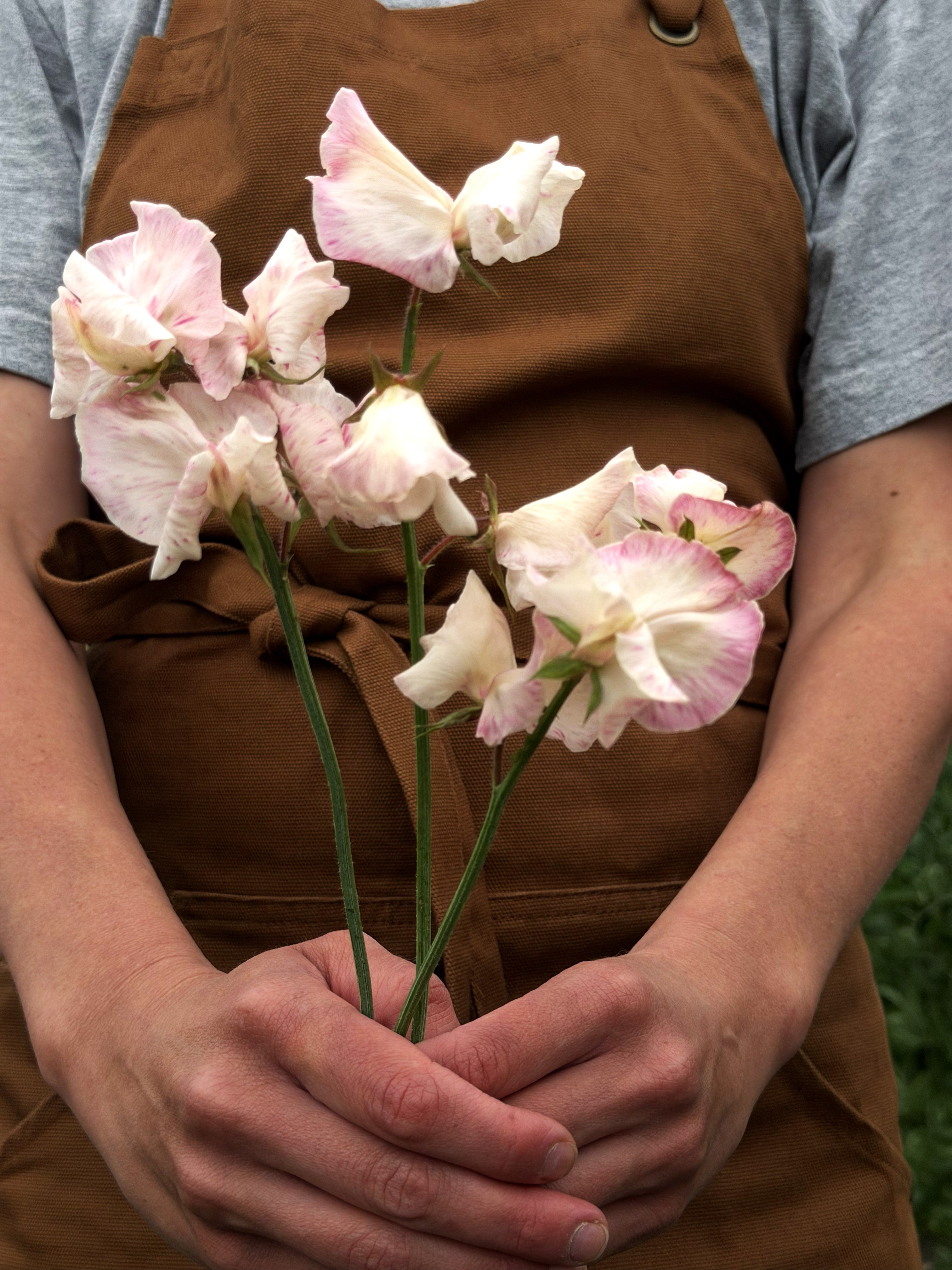 Sweet Pea Mollie Rilstone - FluffyFlower