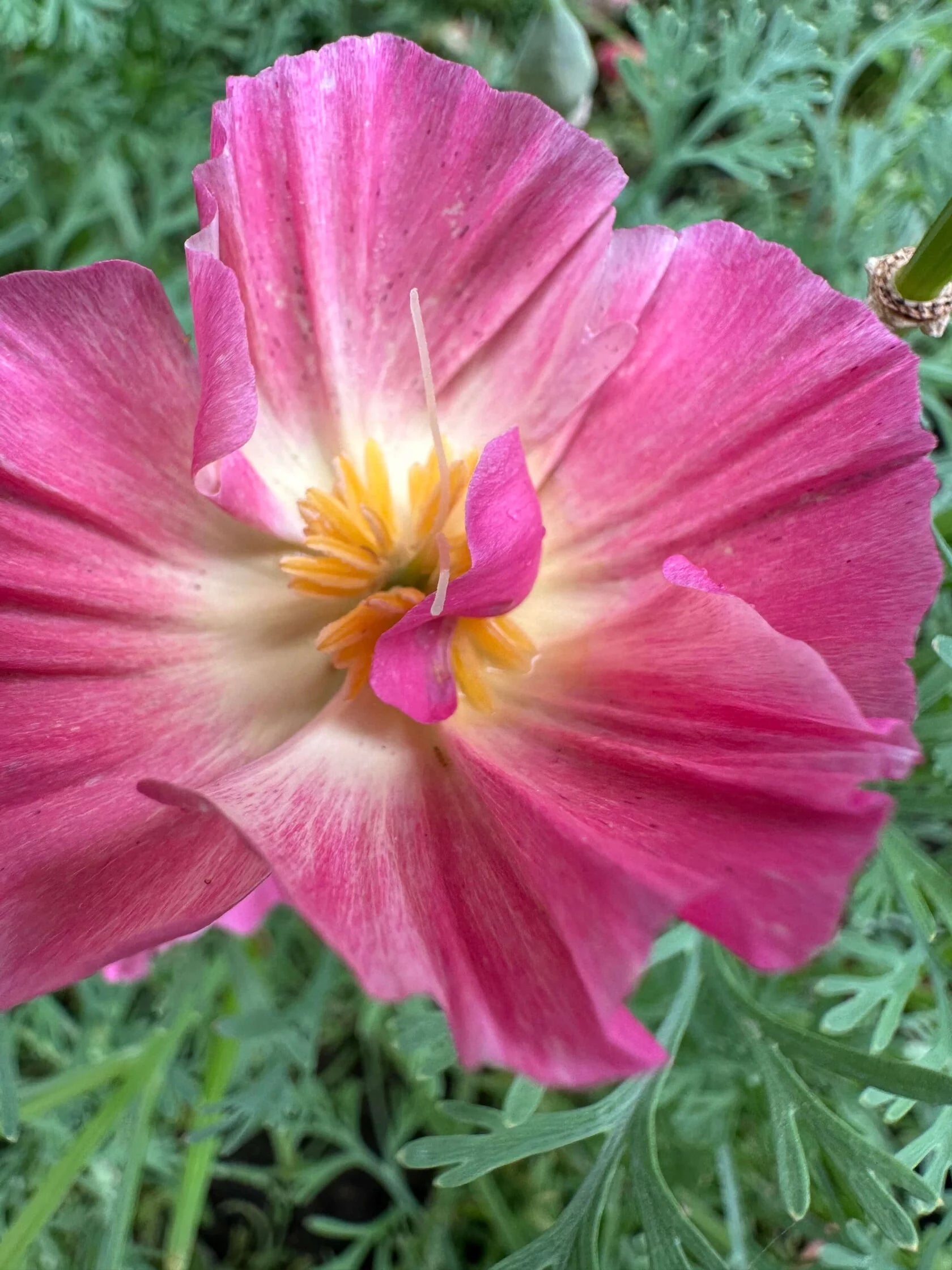 California Poppy Appleblossom pink (Eschscholzia)