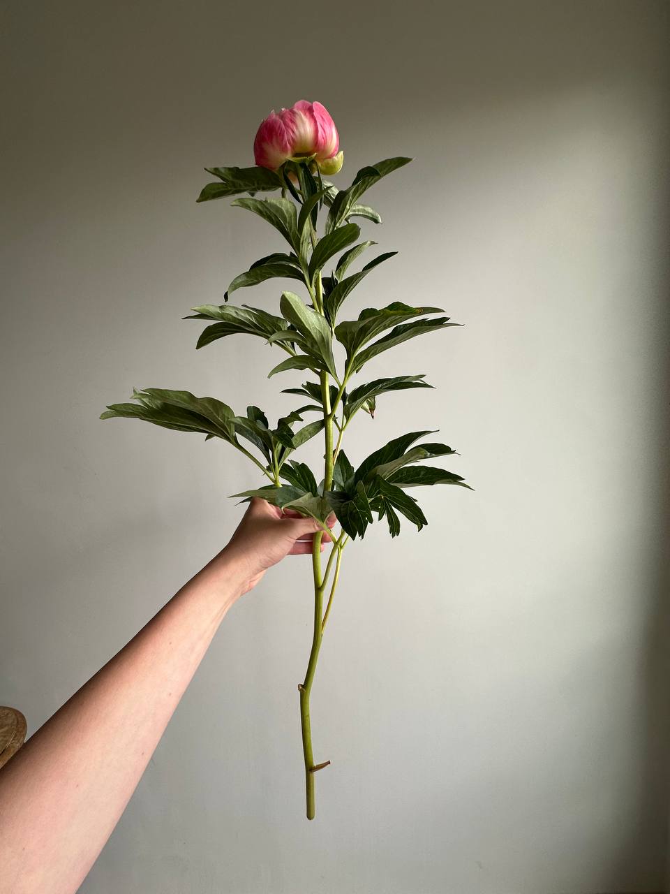 Peony Coral Charm