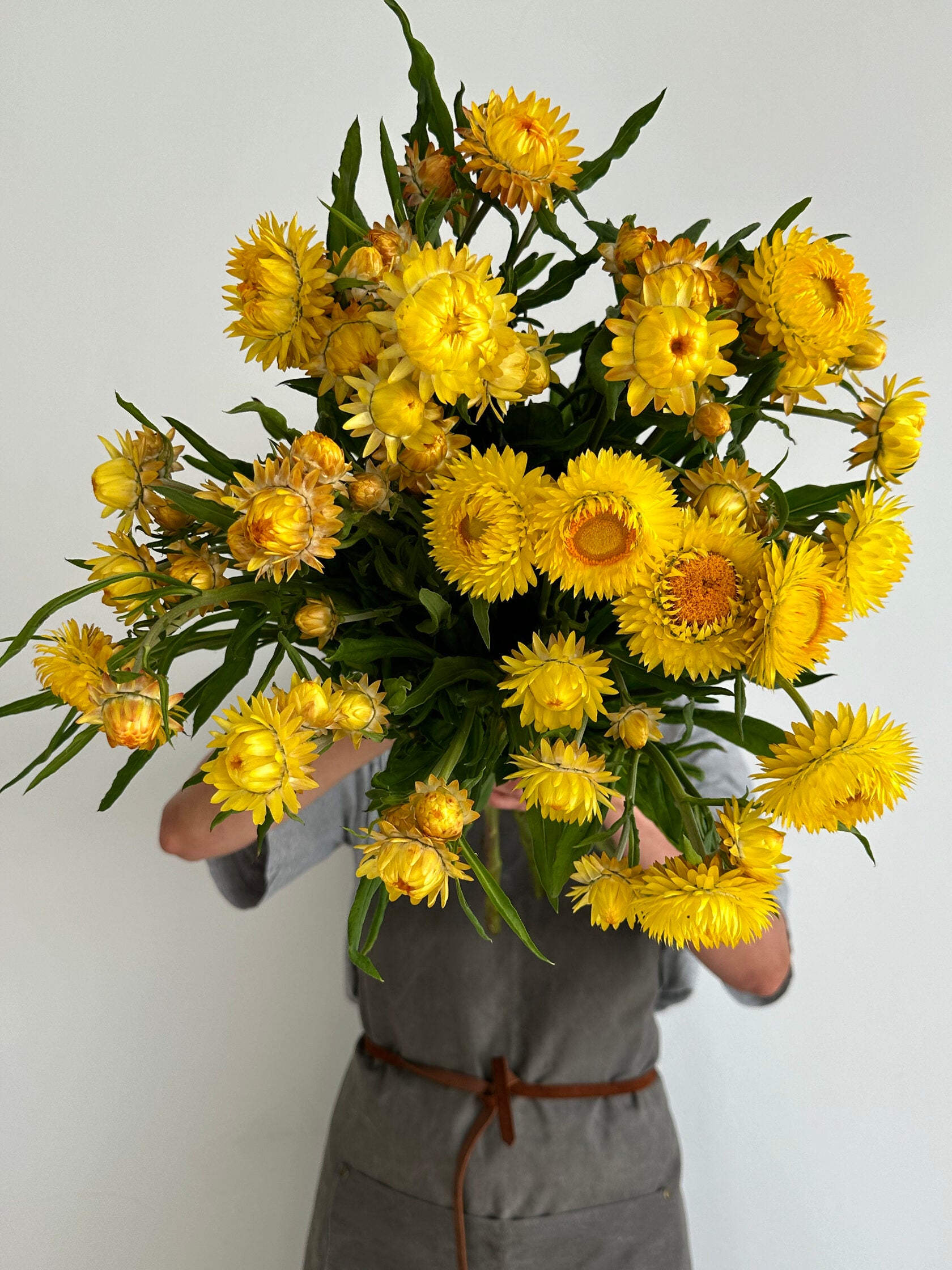 Helichrysum Lemon Yellow