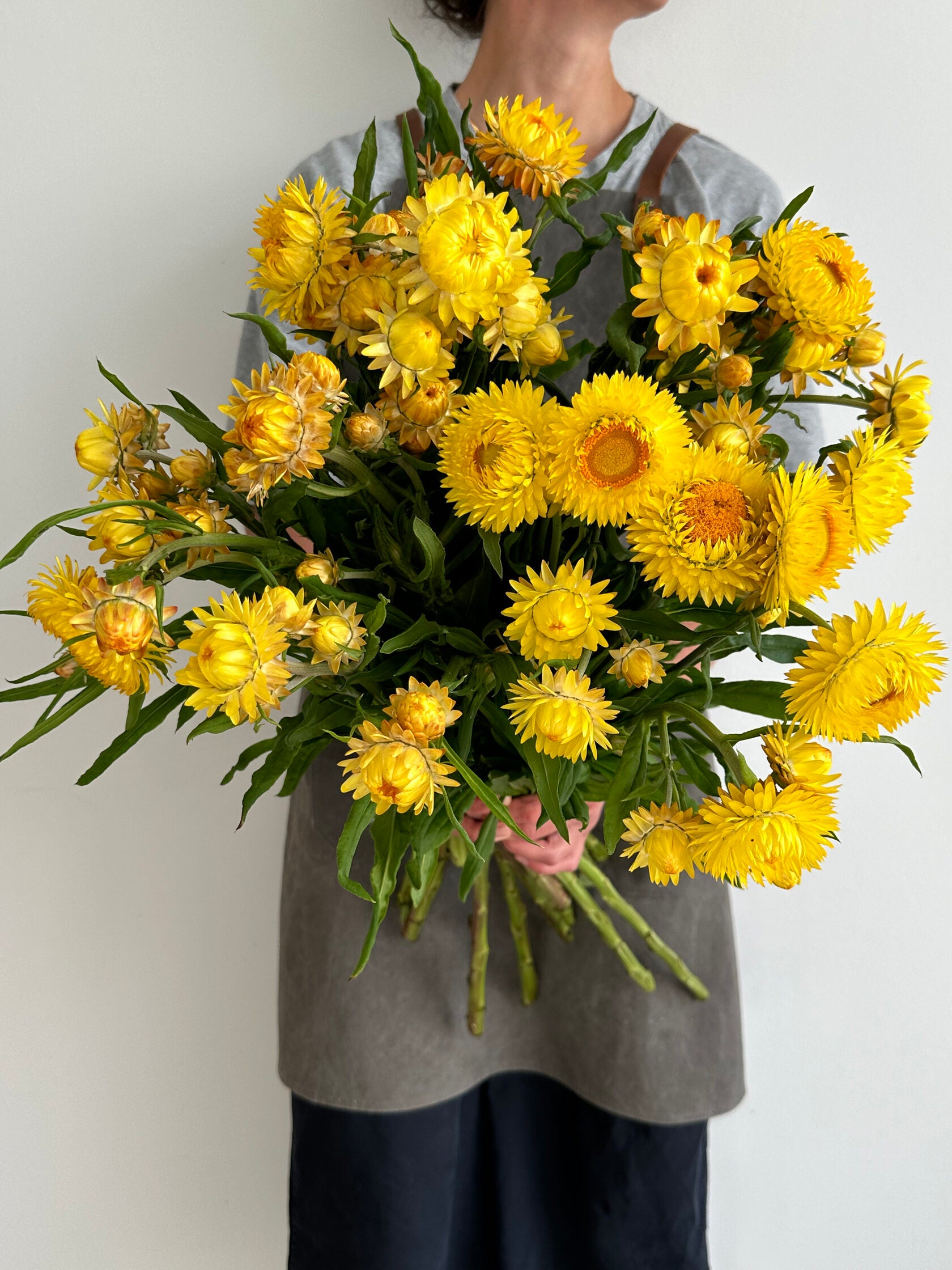 Helichrysum Lemon Yellow