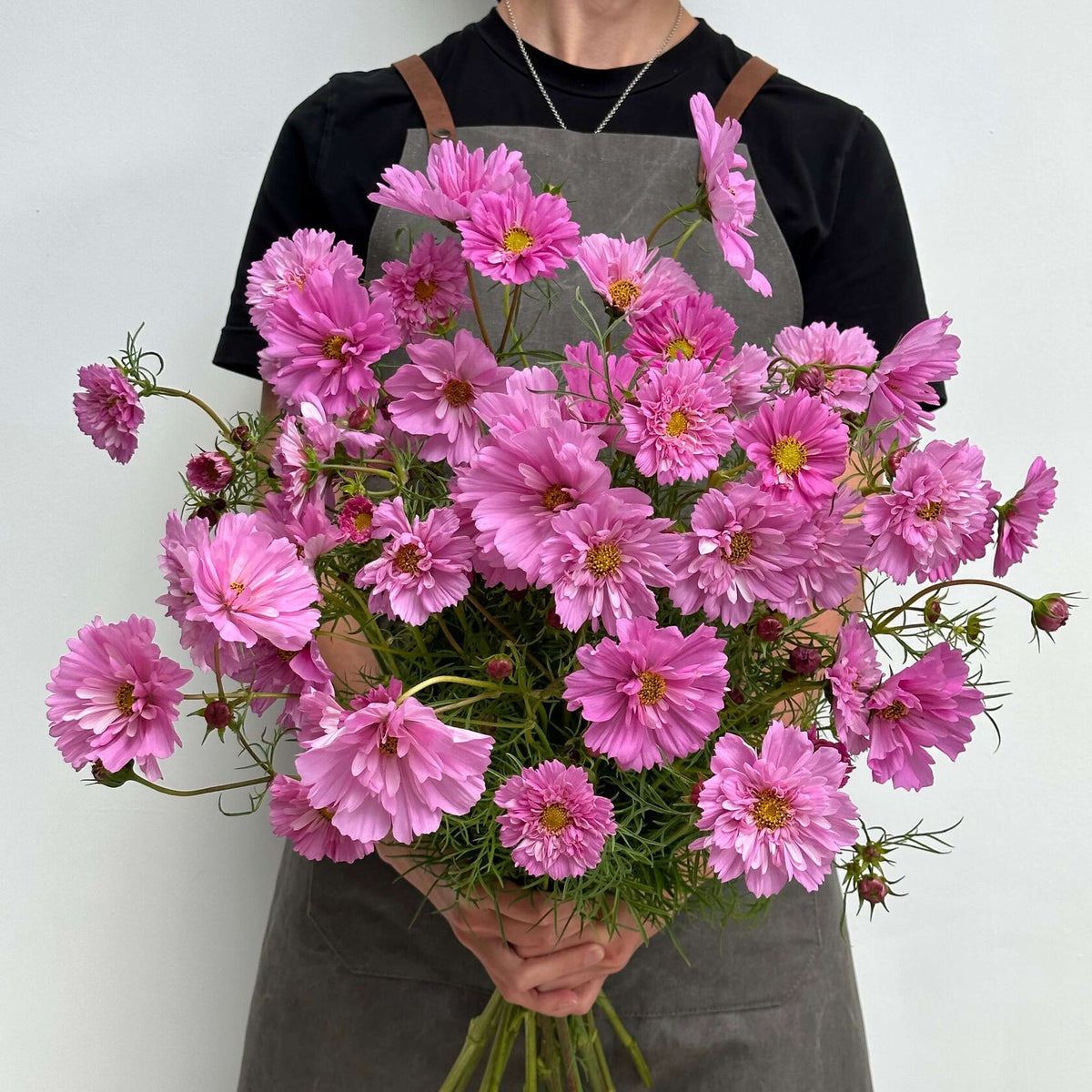 cosmos rose bonbon seeds Cosmos Double Click Rose Bonbon