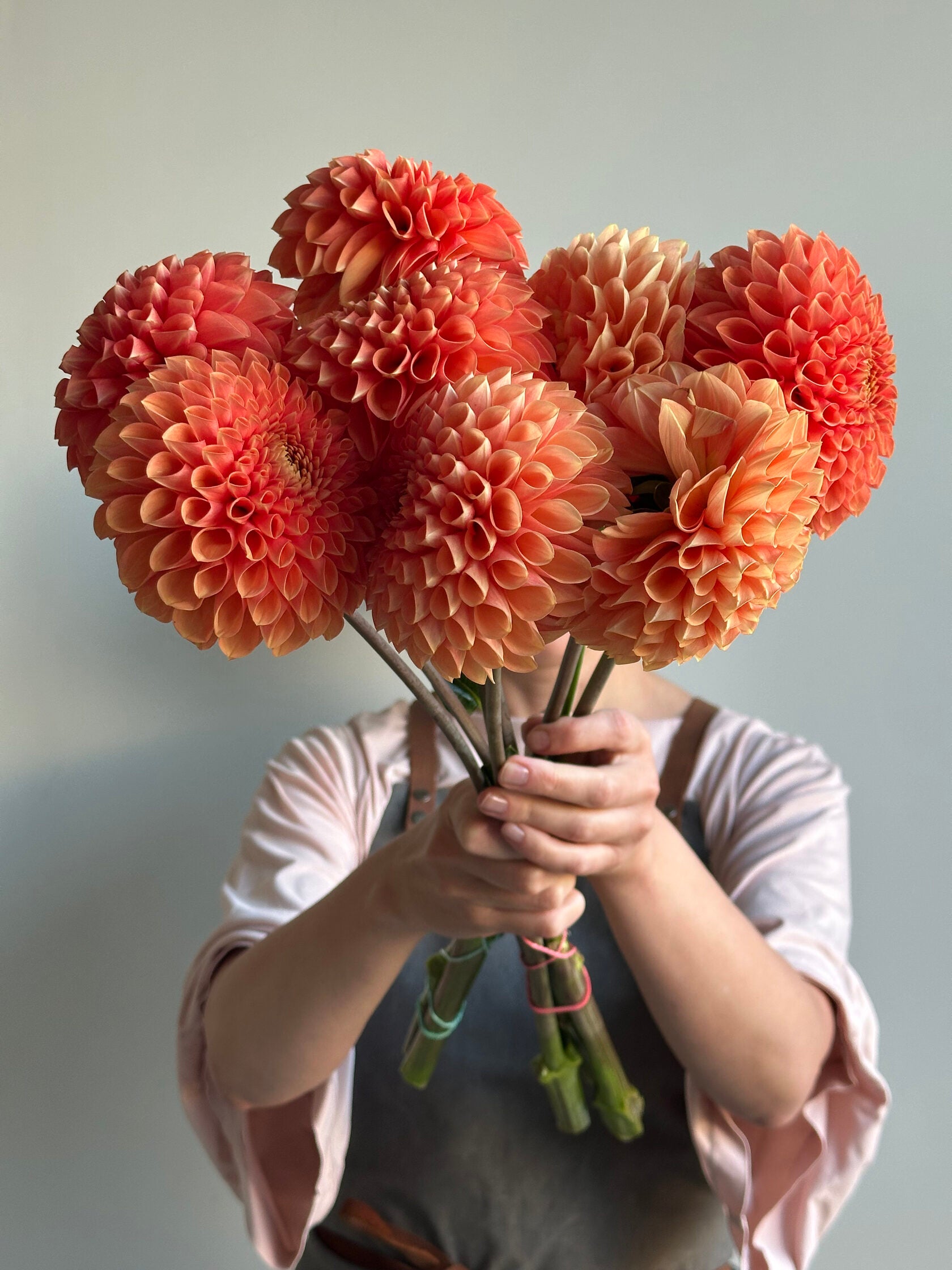 Dahlia Jowey Linda