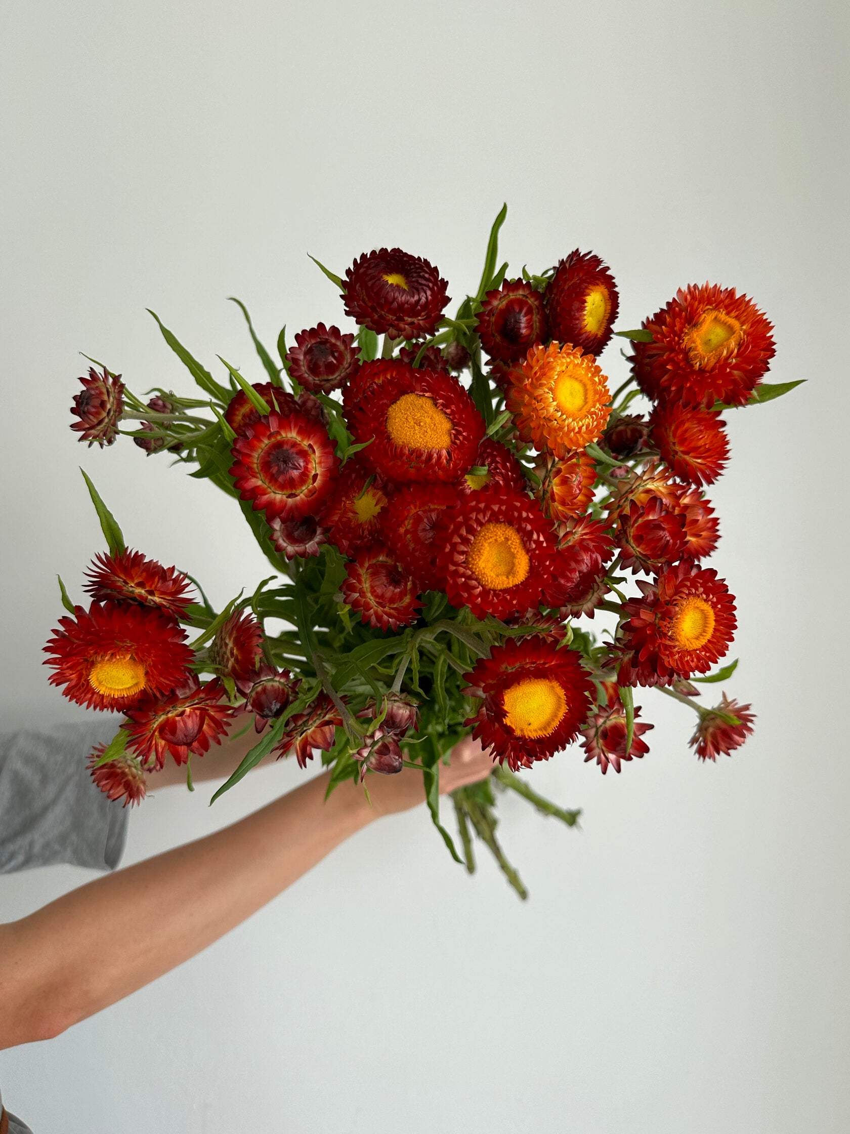 Helichrysum Scarlet