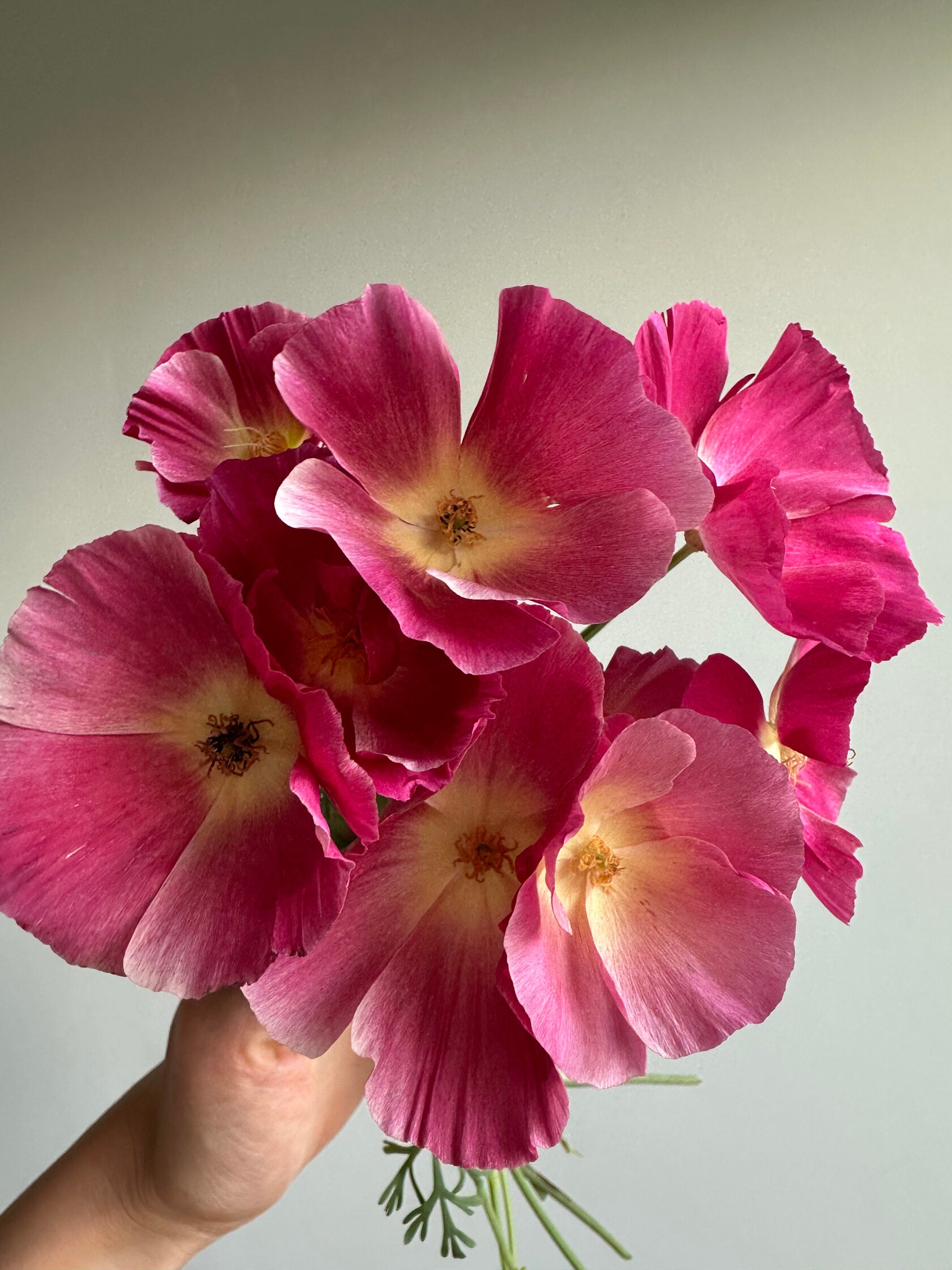 California Poppy Appleblossom pink (Eschscholzia)