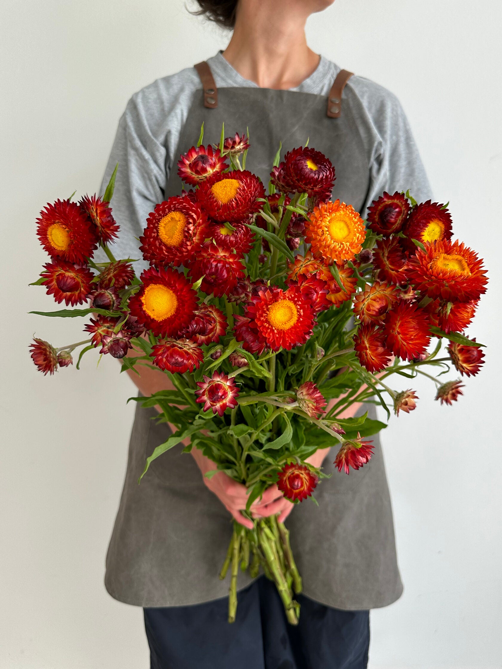 Helichrysum Scarlet