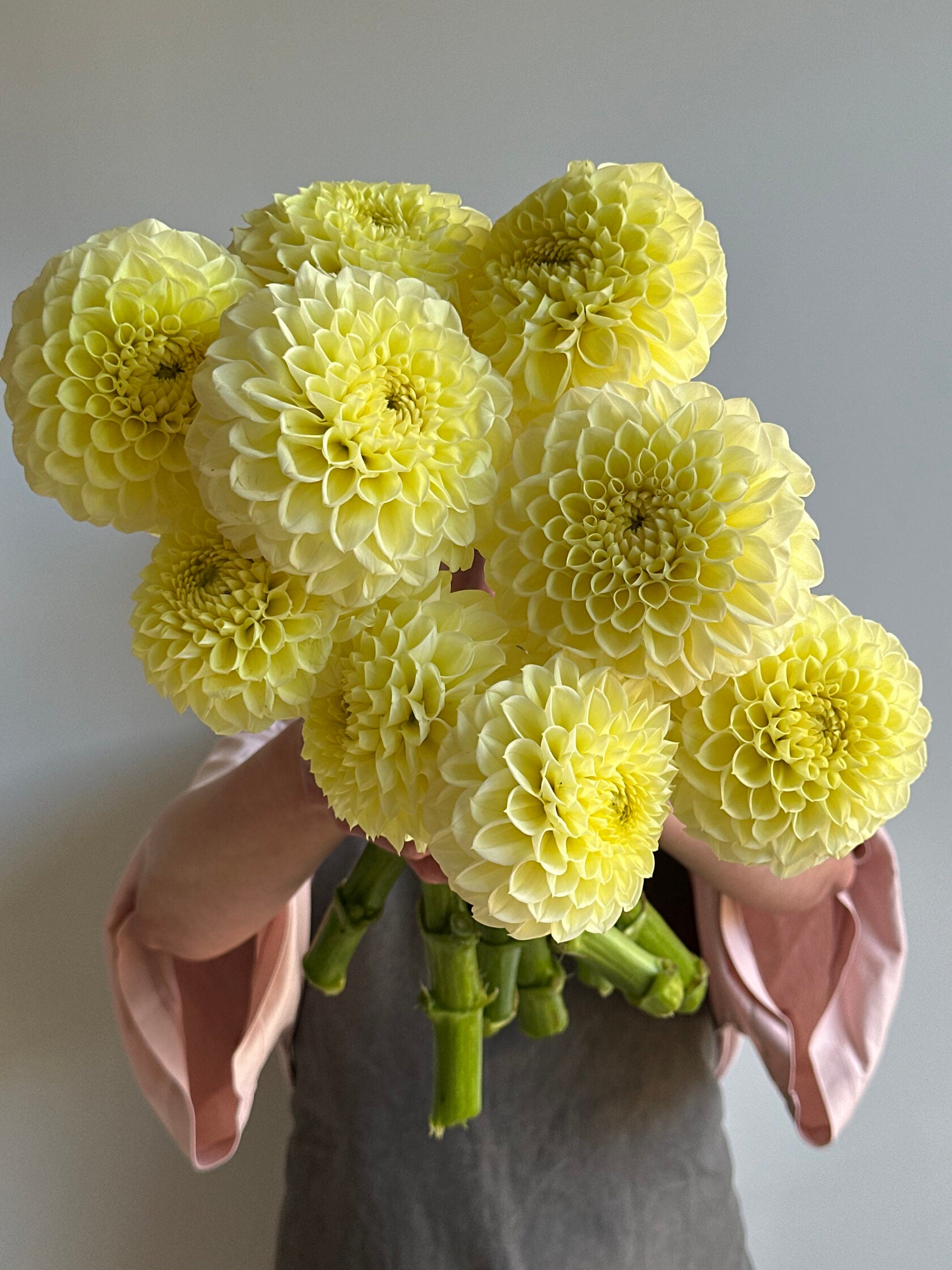 Dahlia Jowey Martina