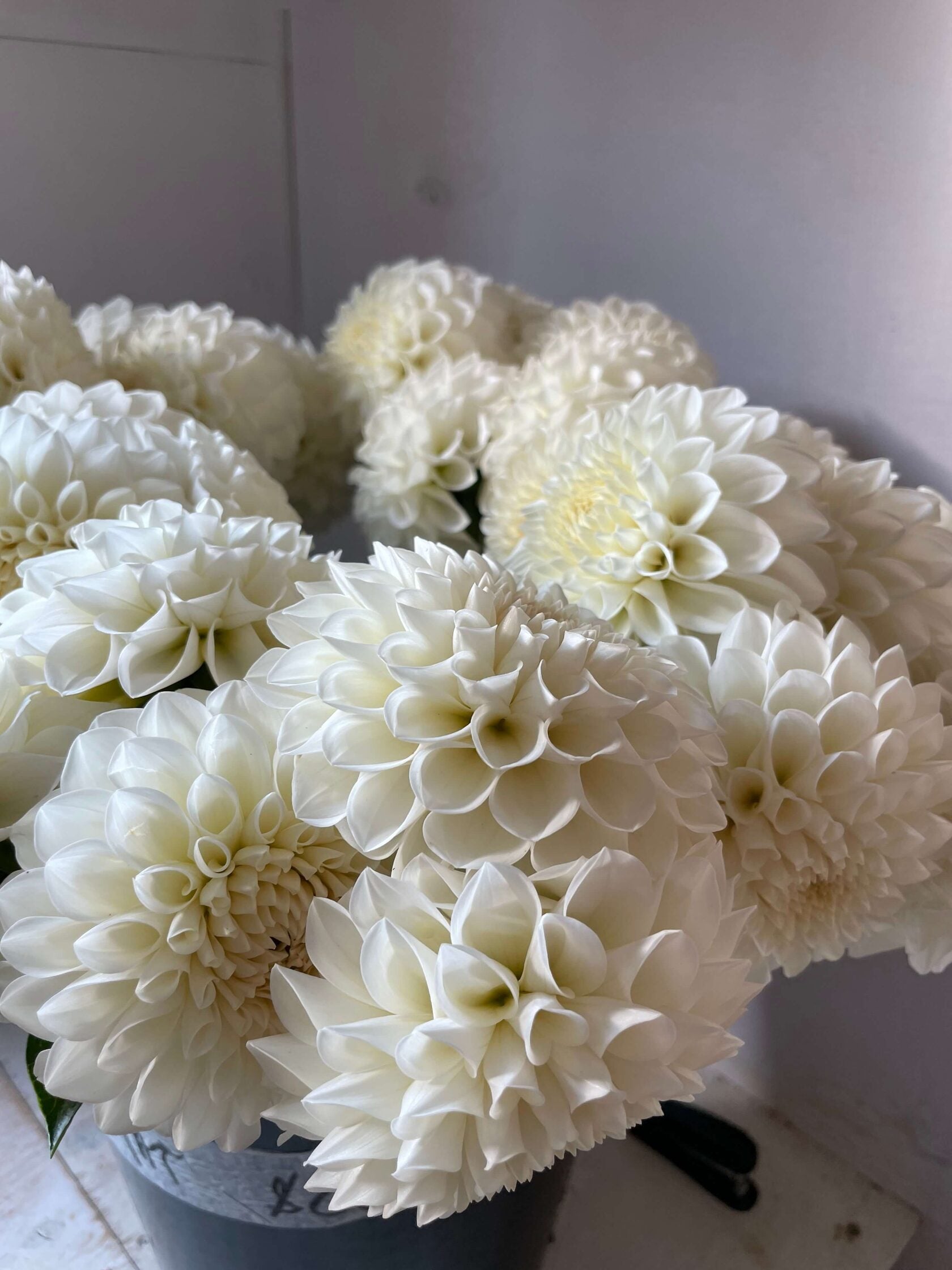 Dahlia Boom Boom White