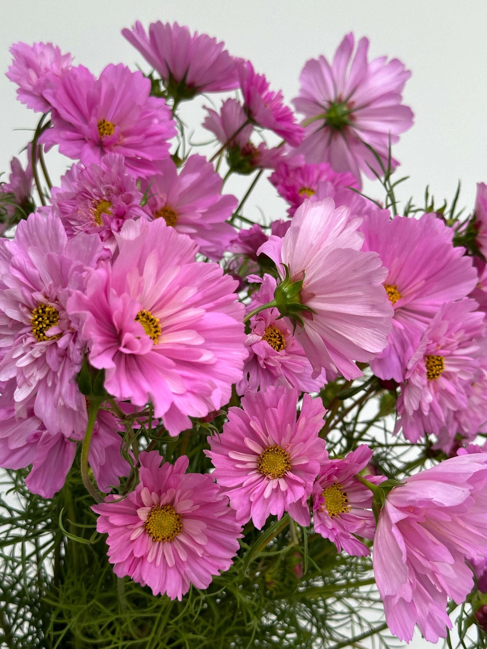 Cosmos Double Click Rose Bonbon