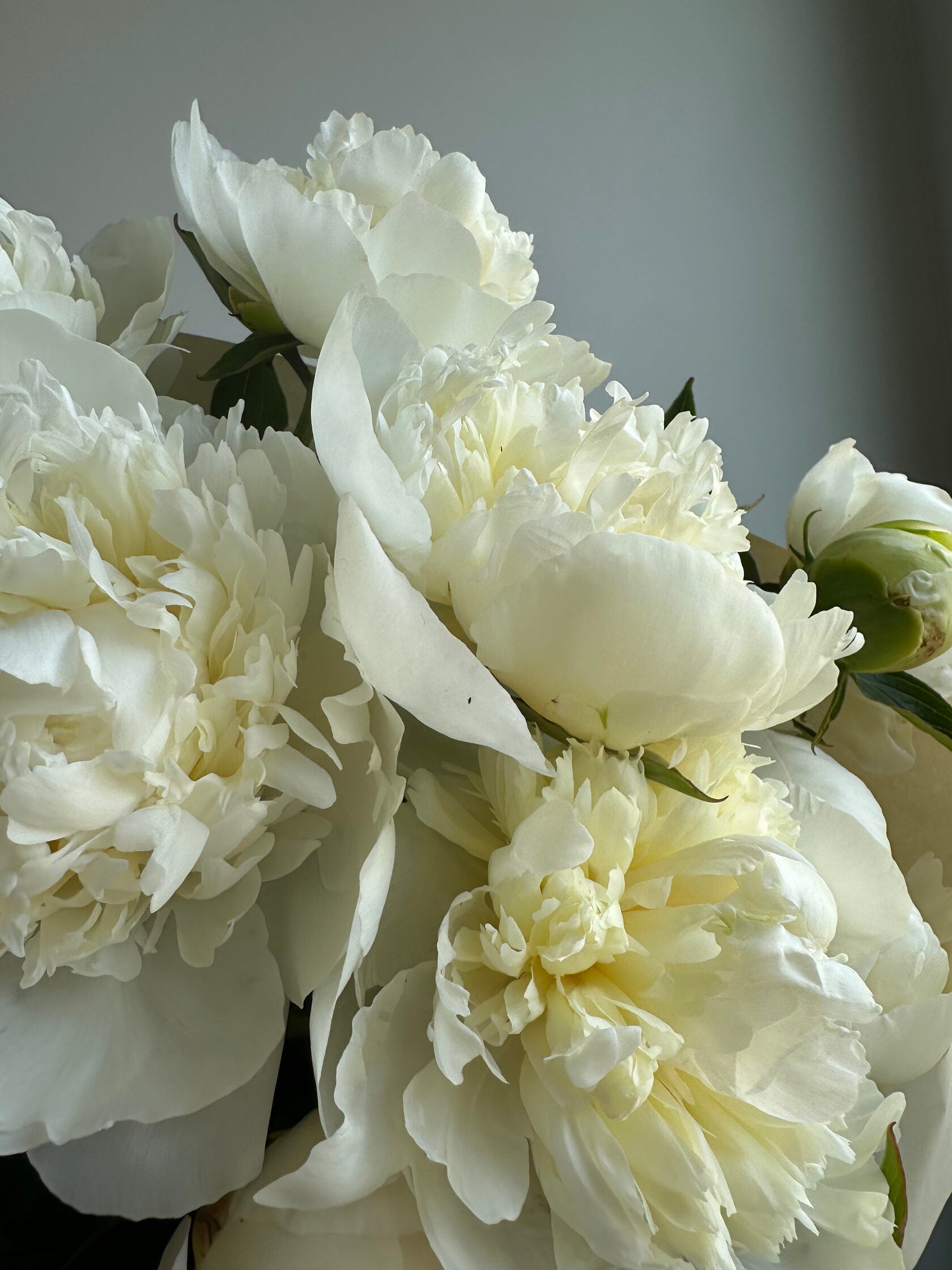 Peony Duchesse de Nemours