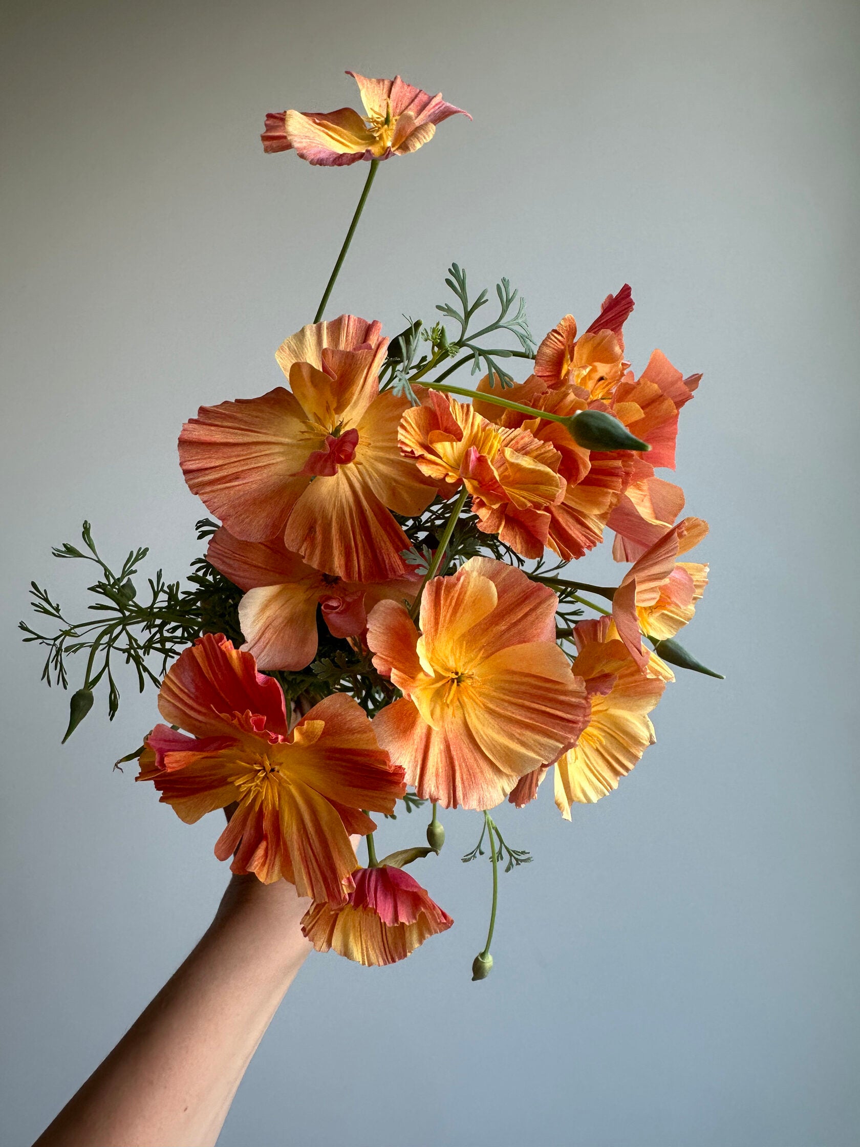 California Poppy Apricot Chiffon (Eschscholzia)