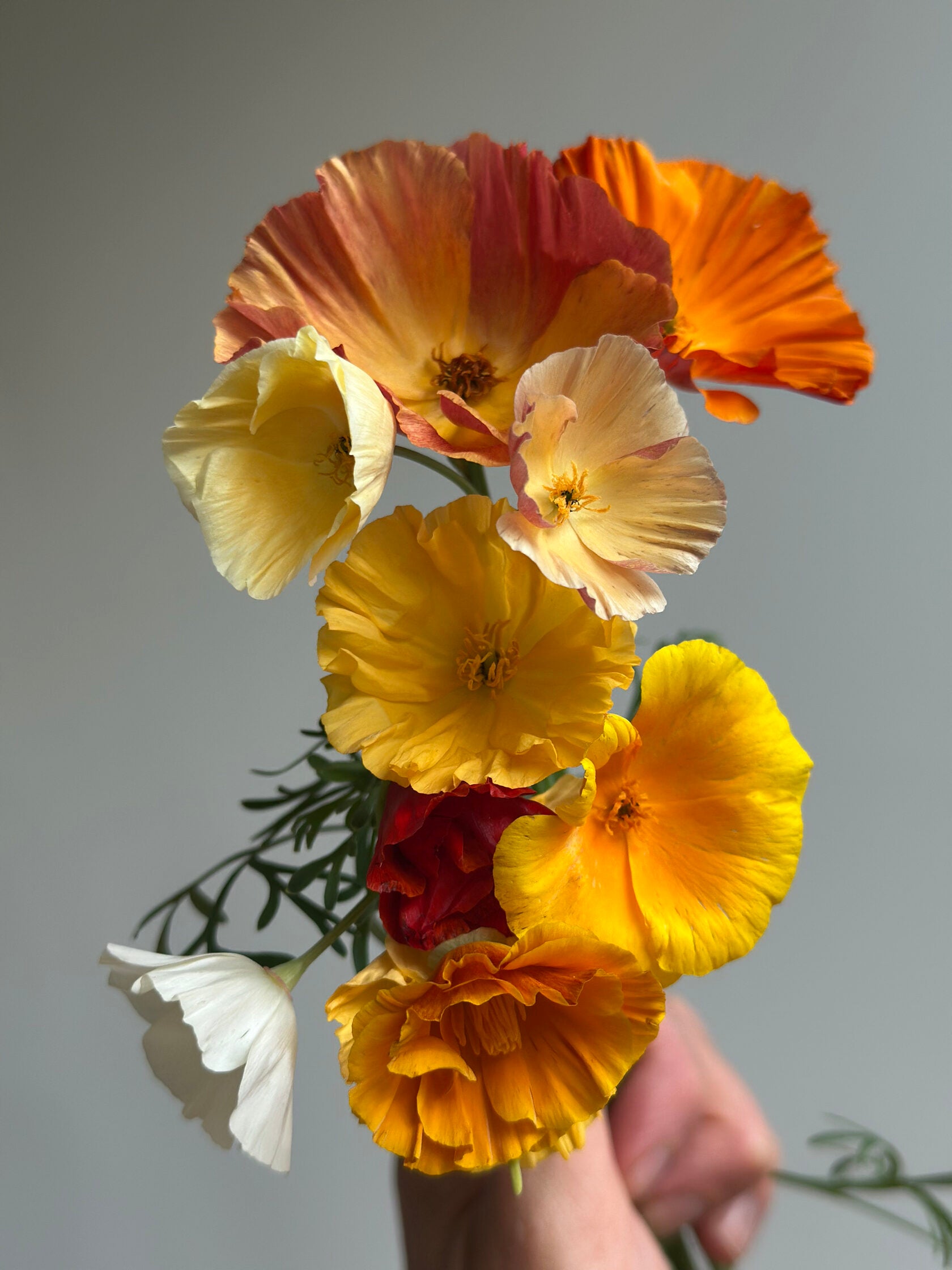 California Poppy Shades Mix