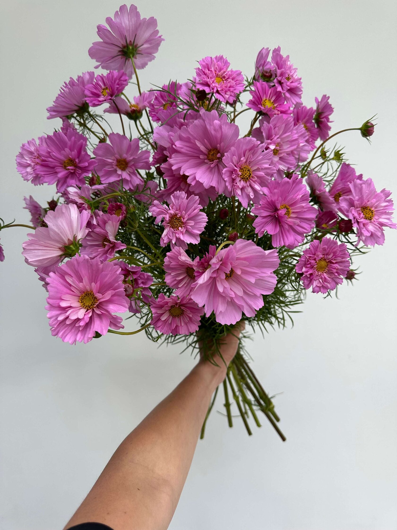 Cosmos Double Click Rose Bonbon