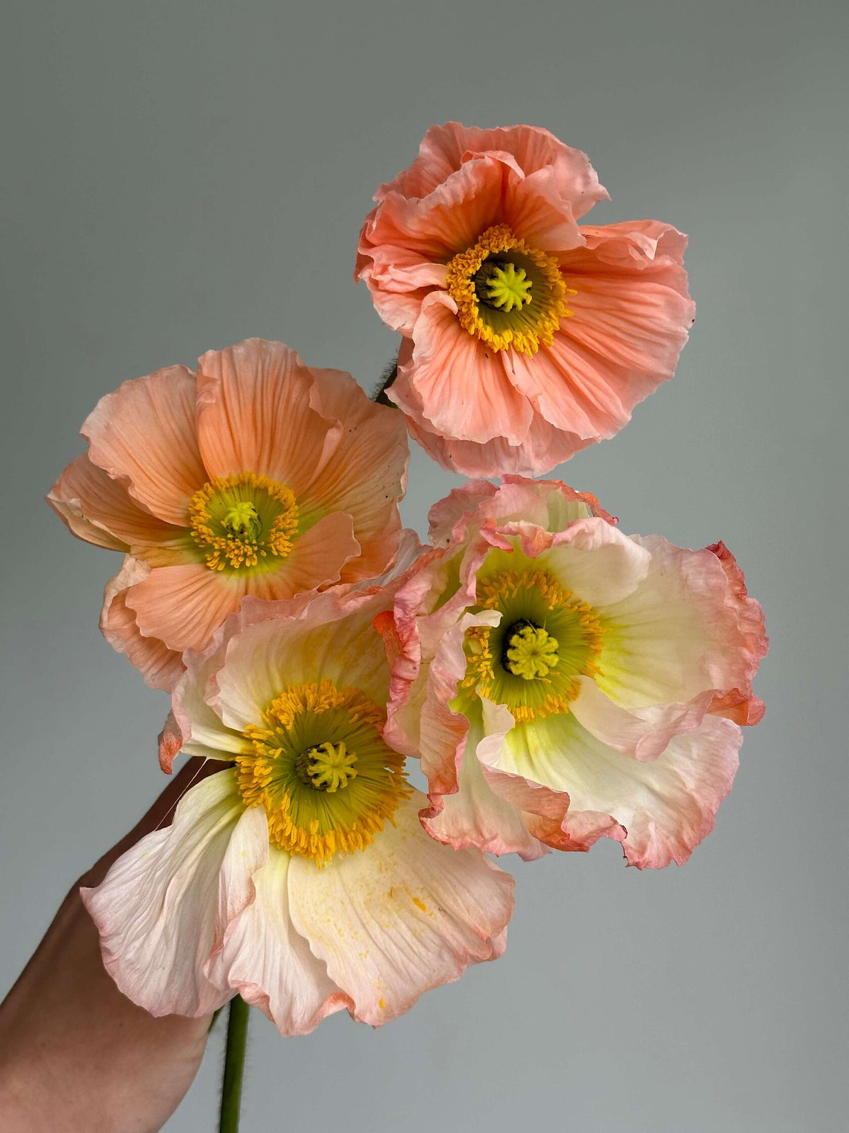 Iceland Poppy Colibri Rosa Chiaro Pastello