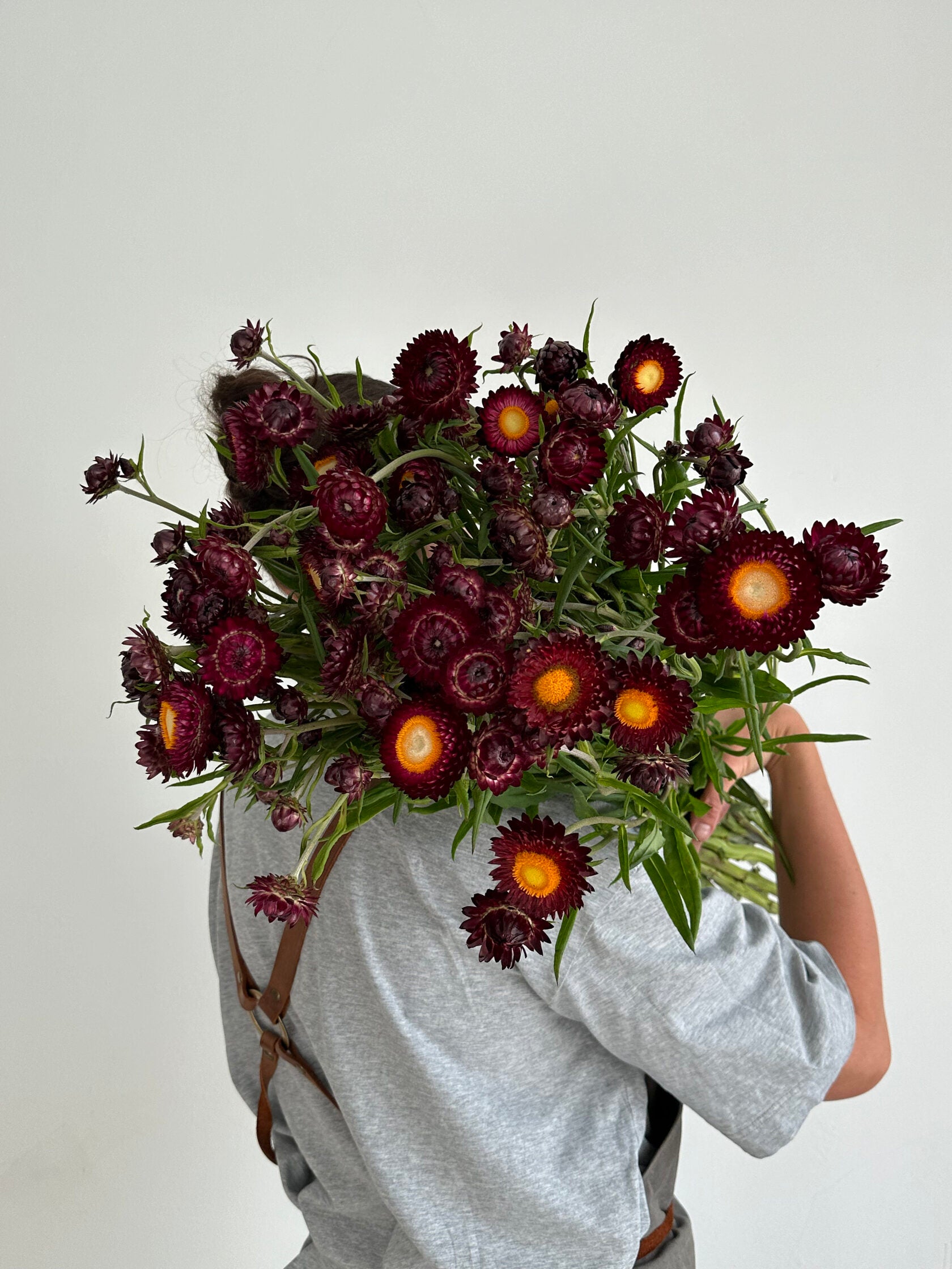 Helichrysum Purple