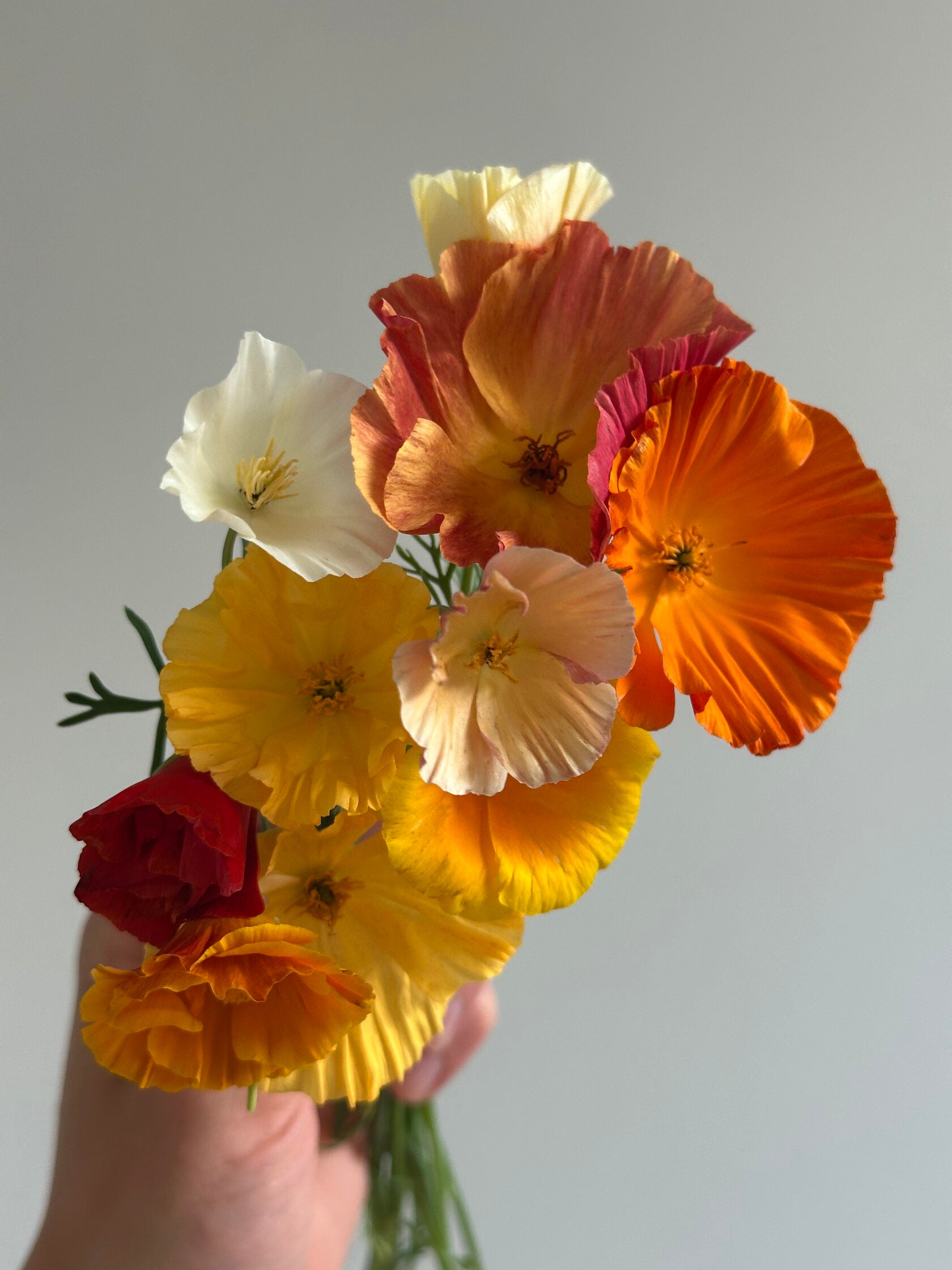 California Poppy Shades Mix