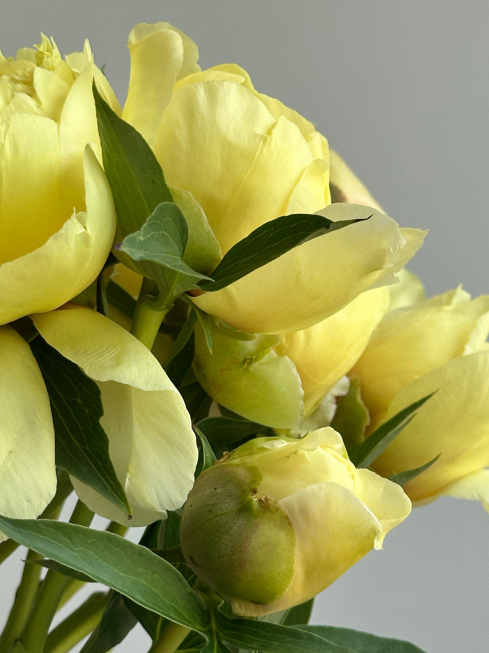 Peony Bartzella