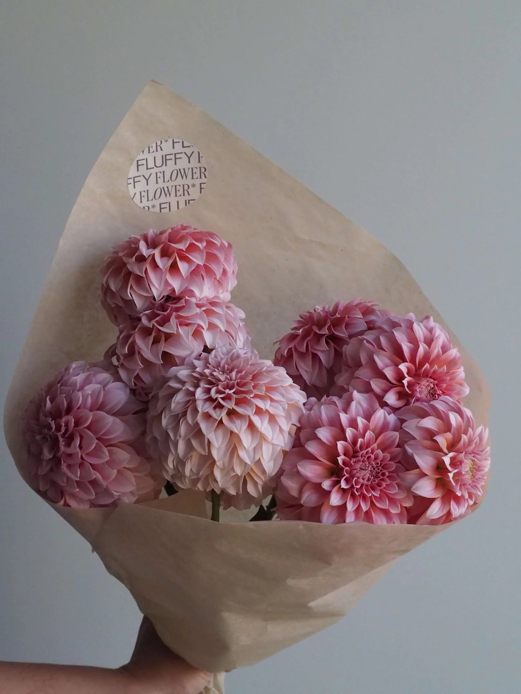 Dahlia Peaches /Fluffy flower