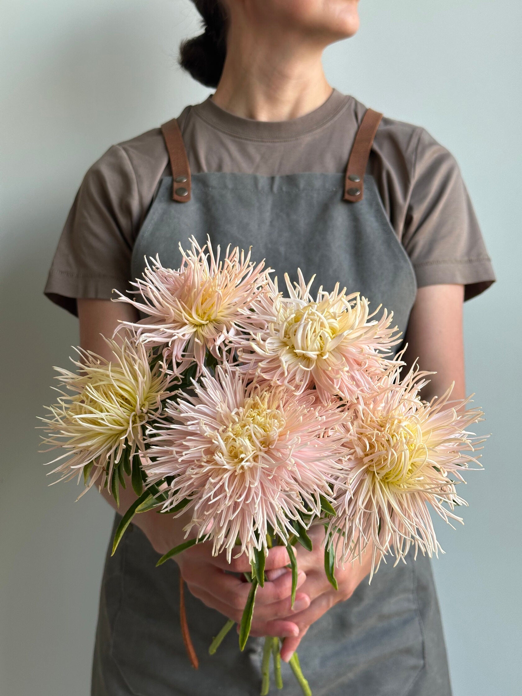 Aster Valkyrie Brunhilde Chamois