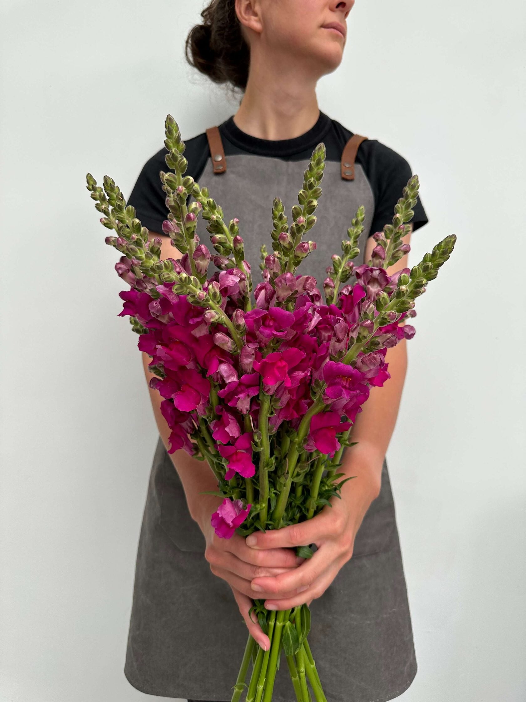 Antirrhinum Costa Summer Purple