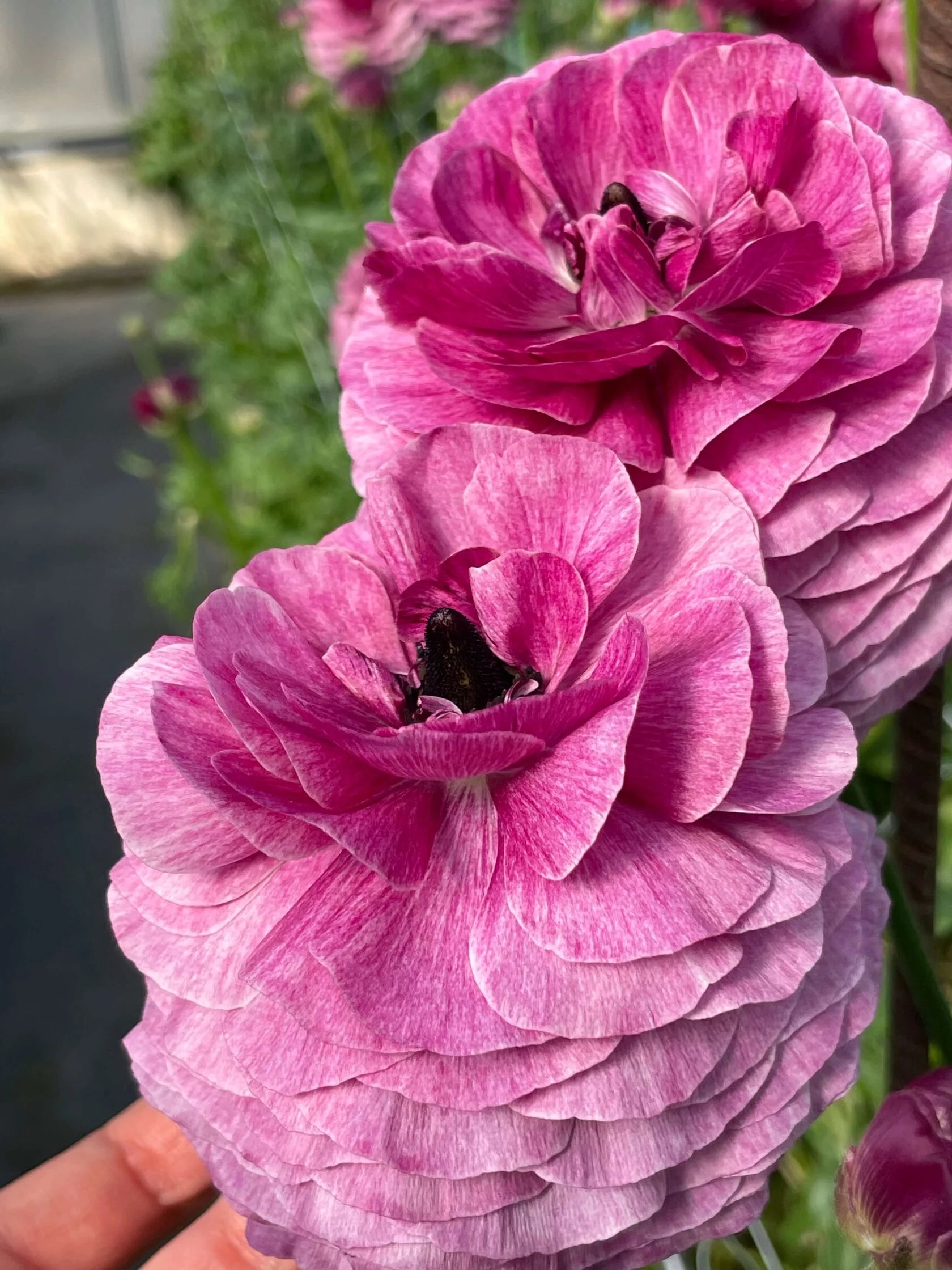 Ranunculus Viola