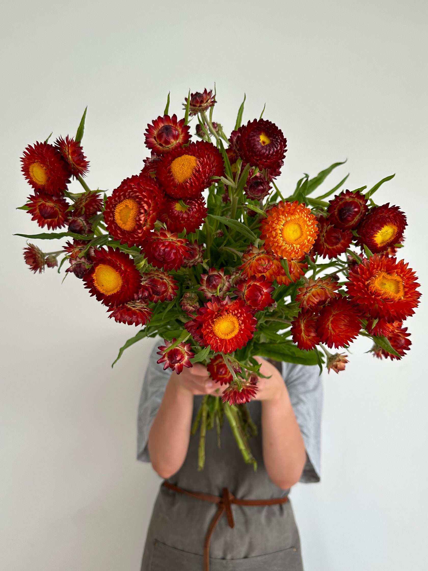 Helichrysum Scarlet