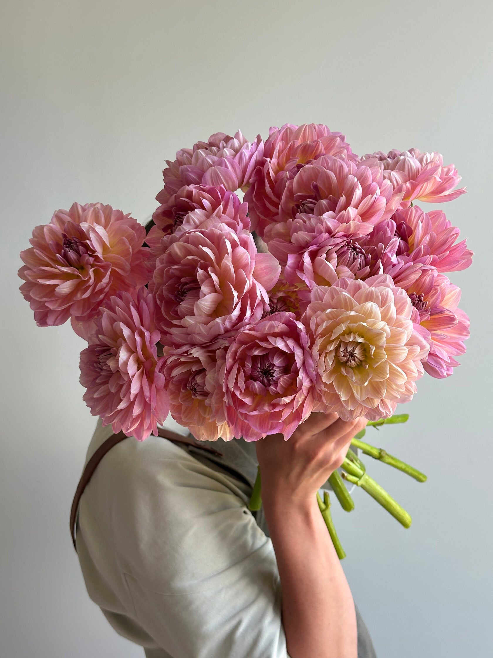 Dahlia Hapet Old Charm - FluffyFlower