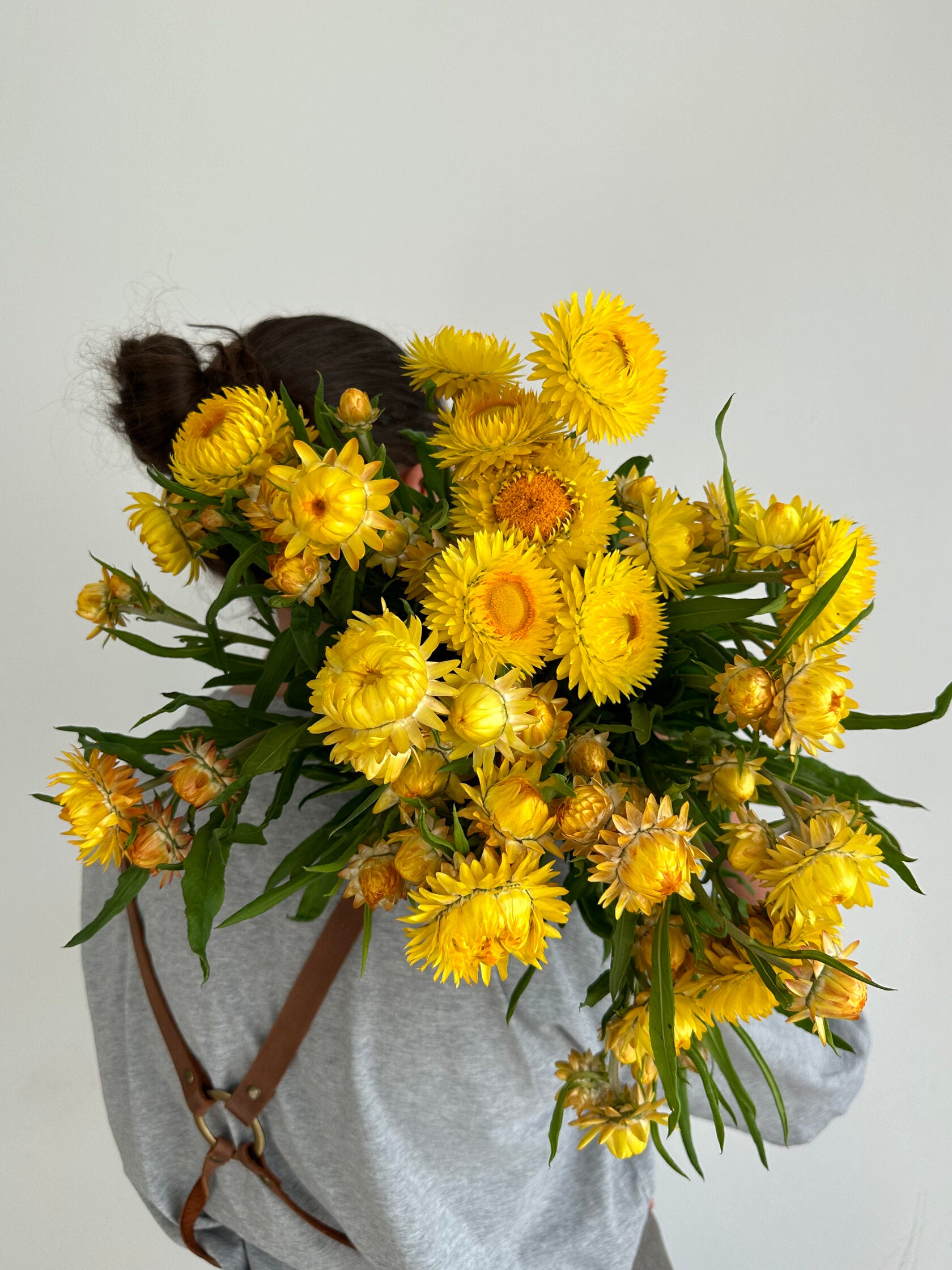 Helichrysum Lemon Yellow