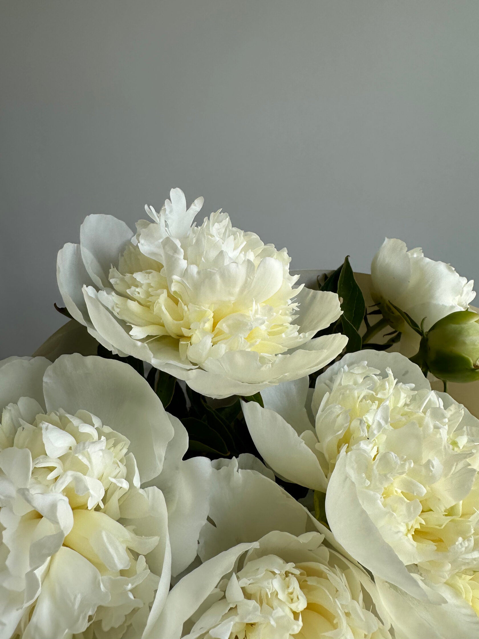 Peony Duchesse de Nemours