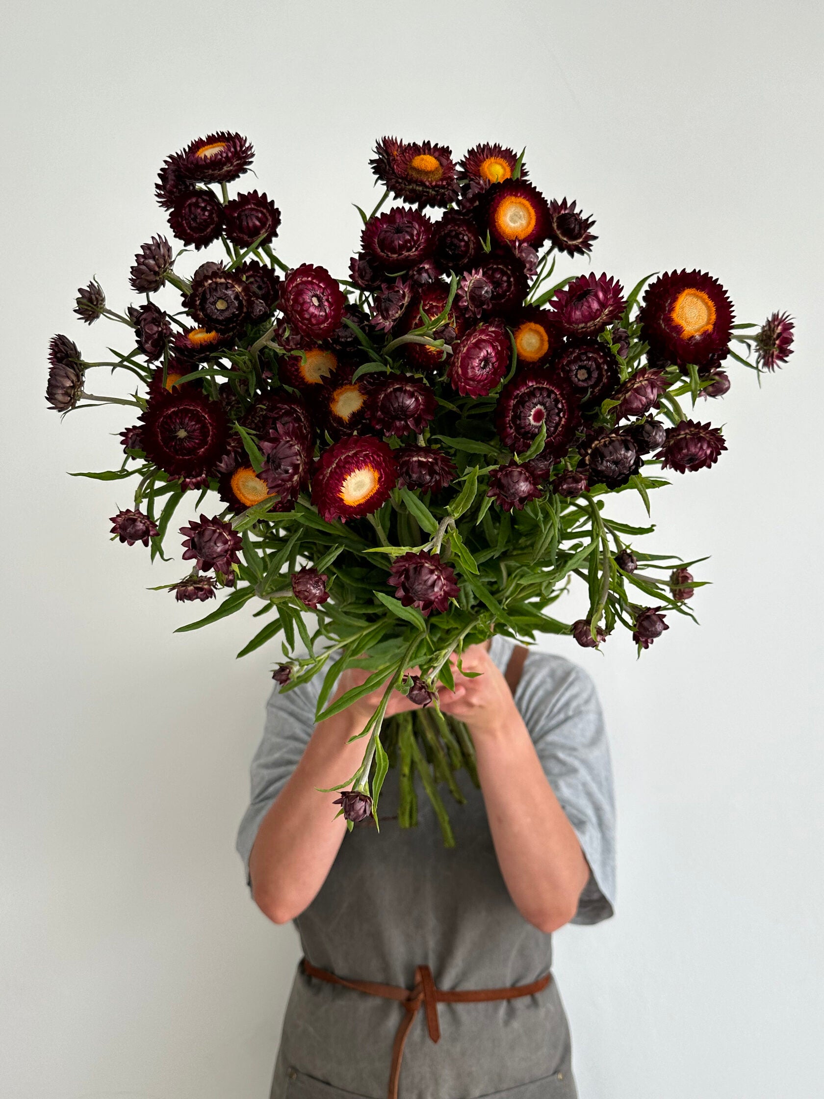 Helichrysum Purple