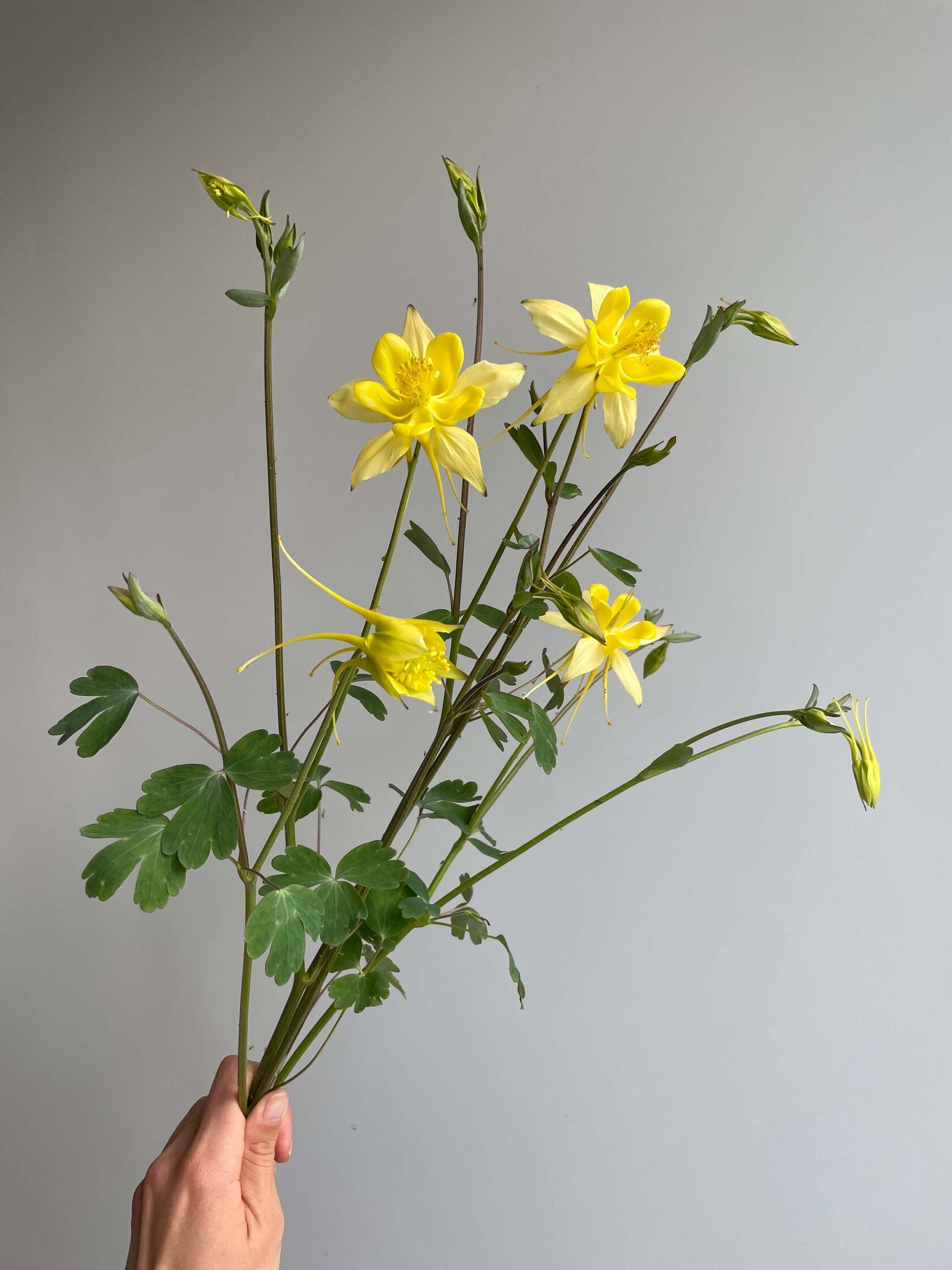 Aquilegia (Columbine) Yellow Queen