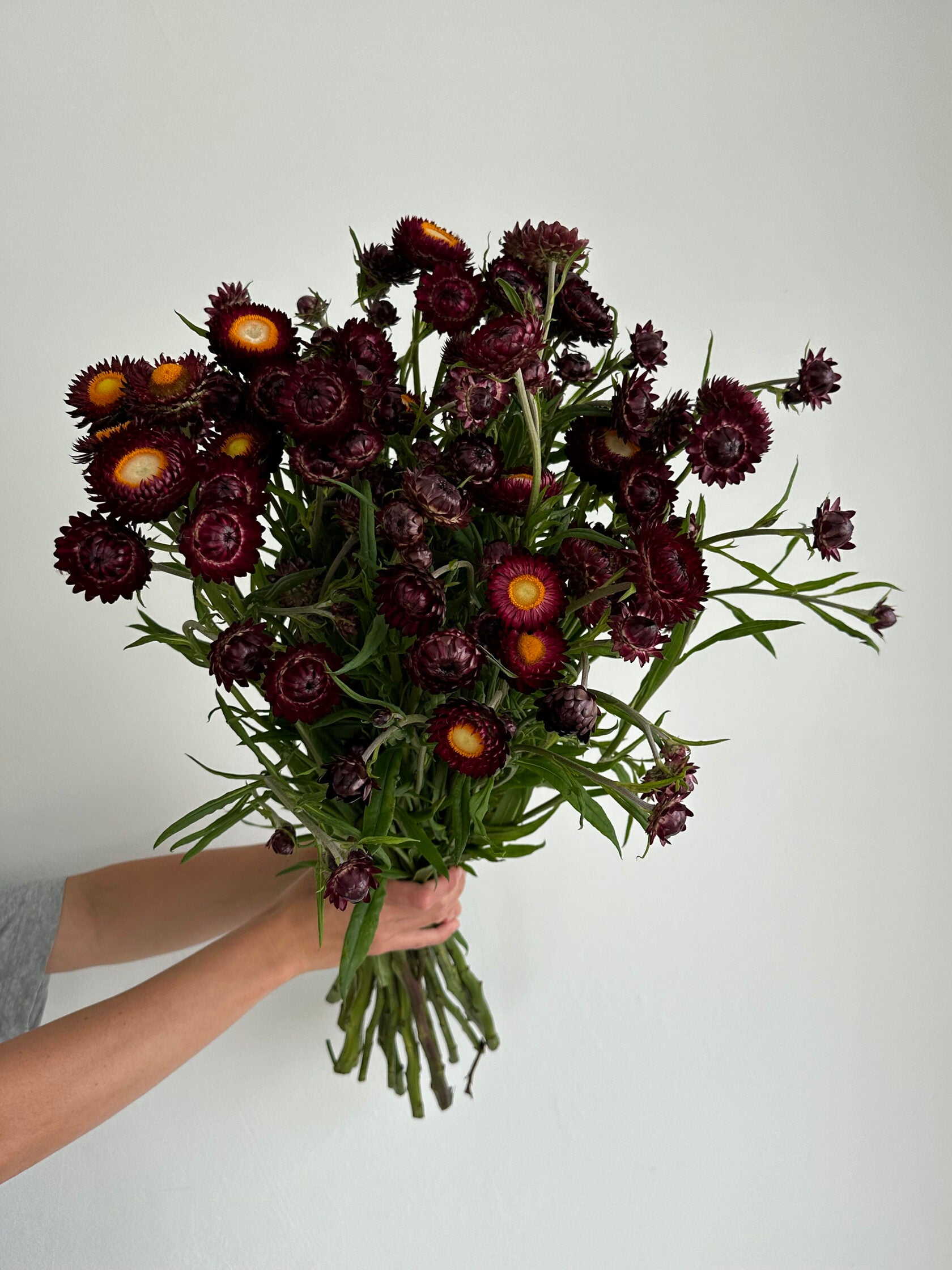 Helichrysum Purple