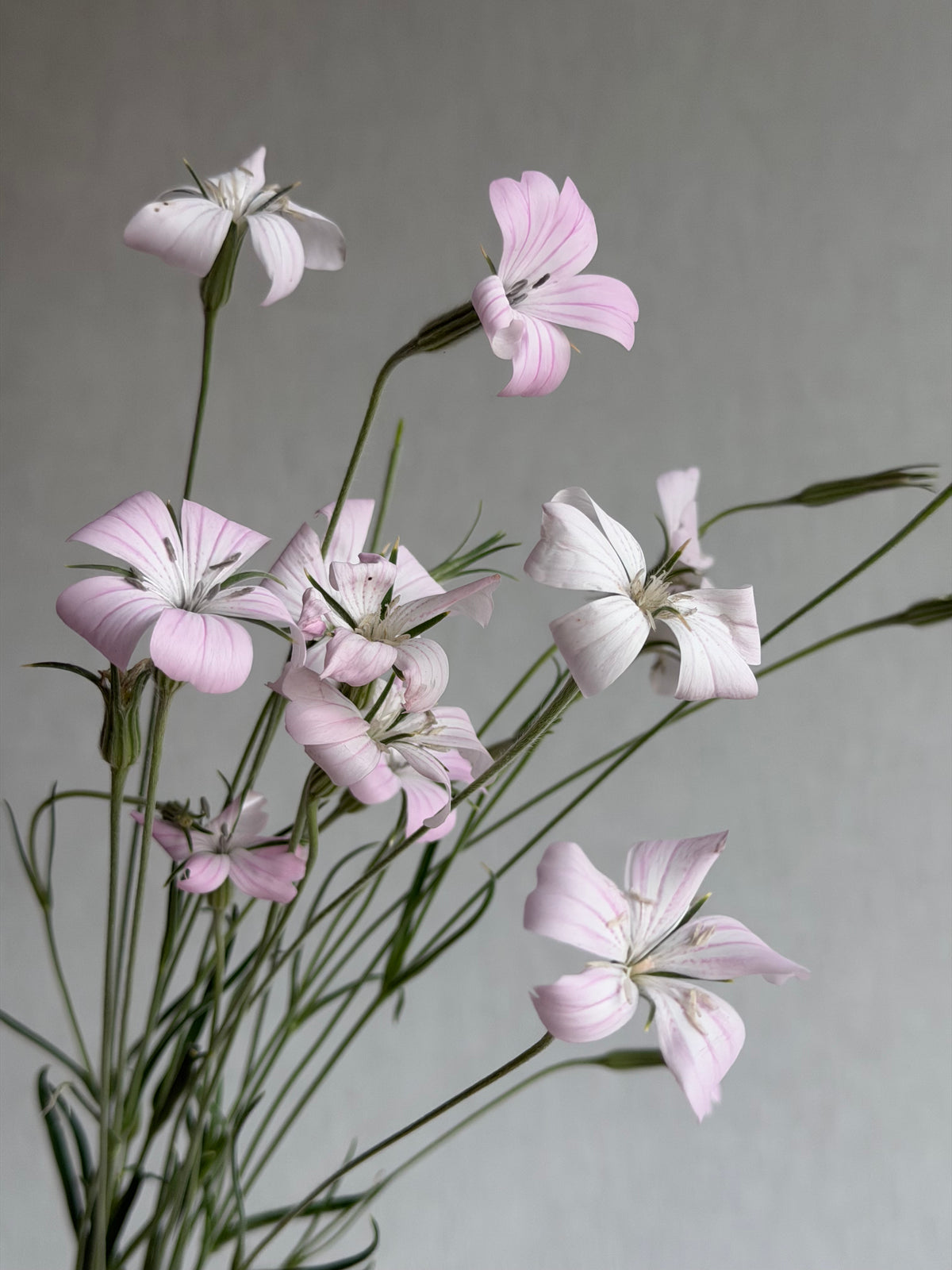 Agrostemma Blossom Pearl-FluffyFlower