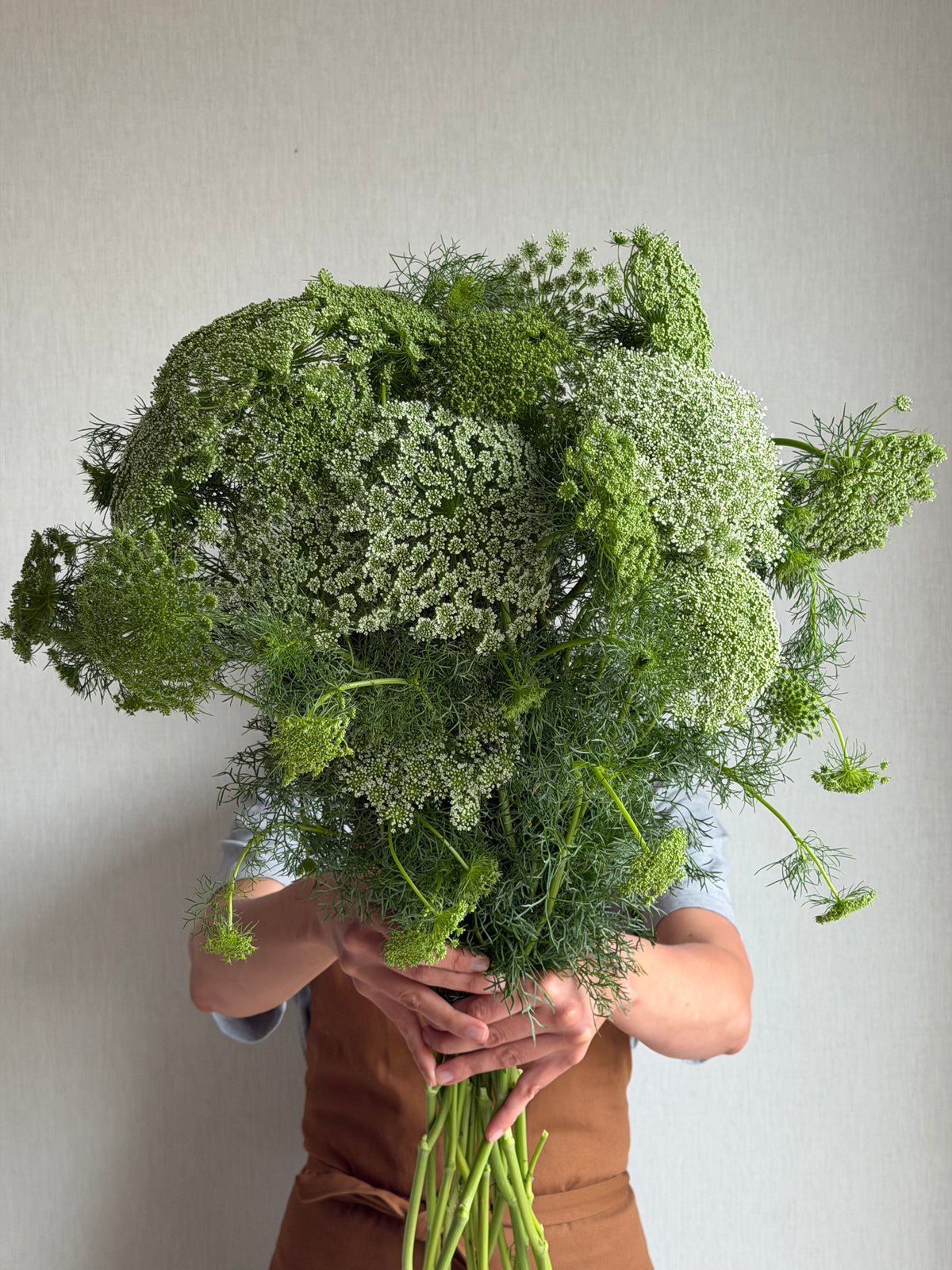 Ammi Visnaga - FluffyFlower