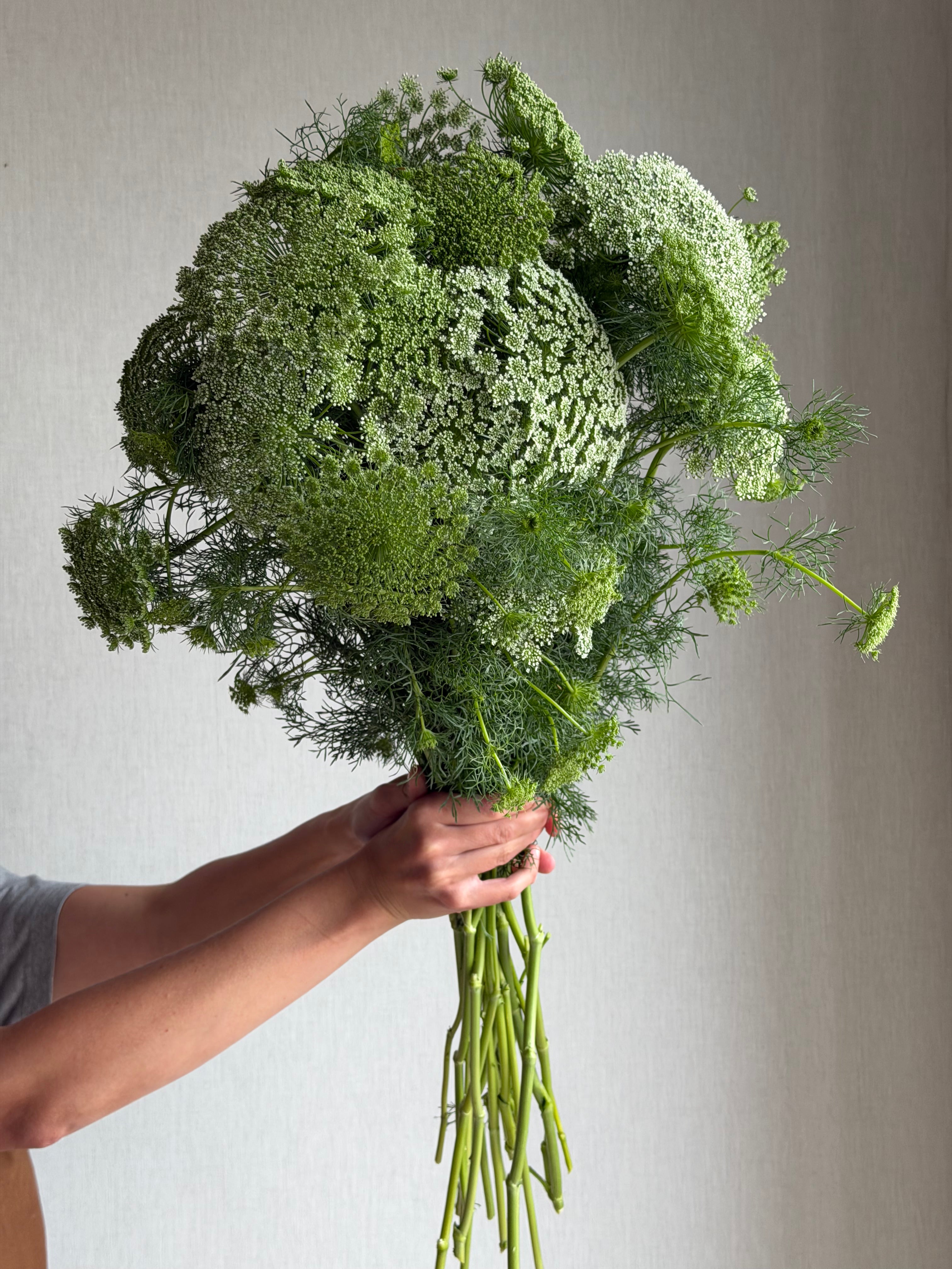 Ammi Visnaga - FluffyFlower