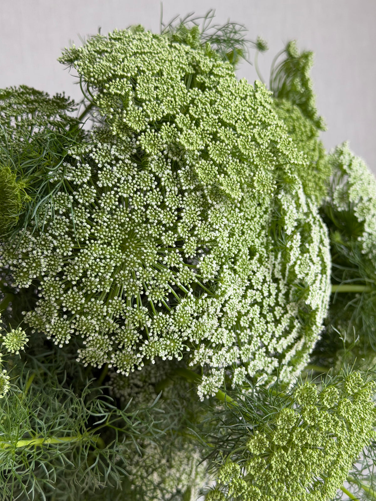 Ammi Visnaga - FluffyFlower