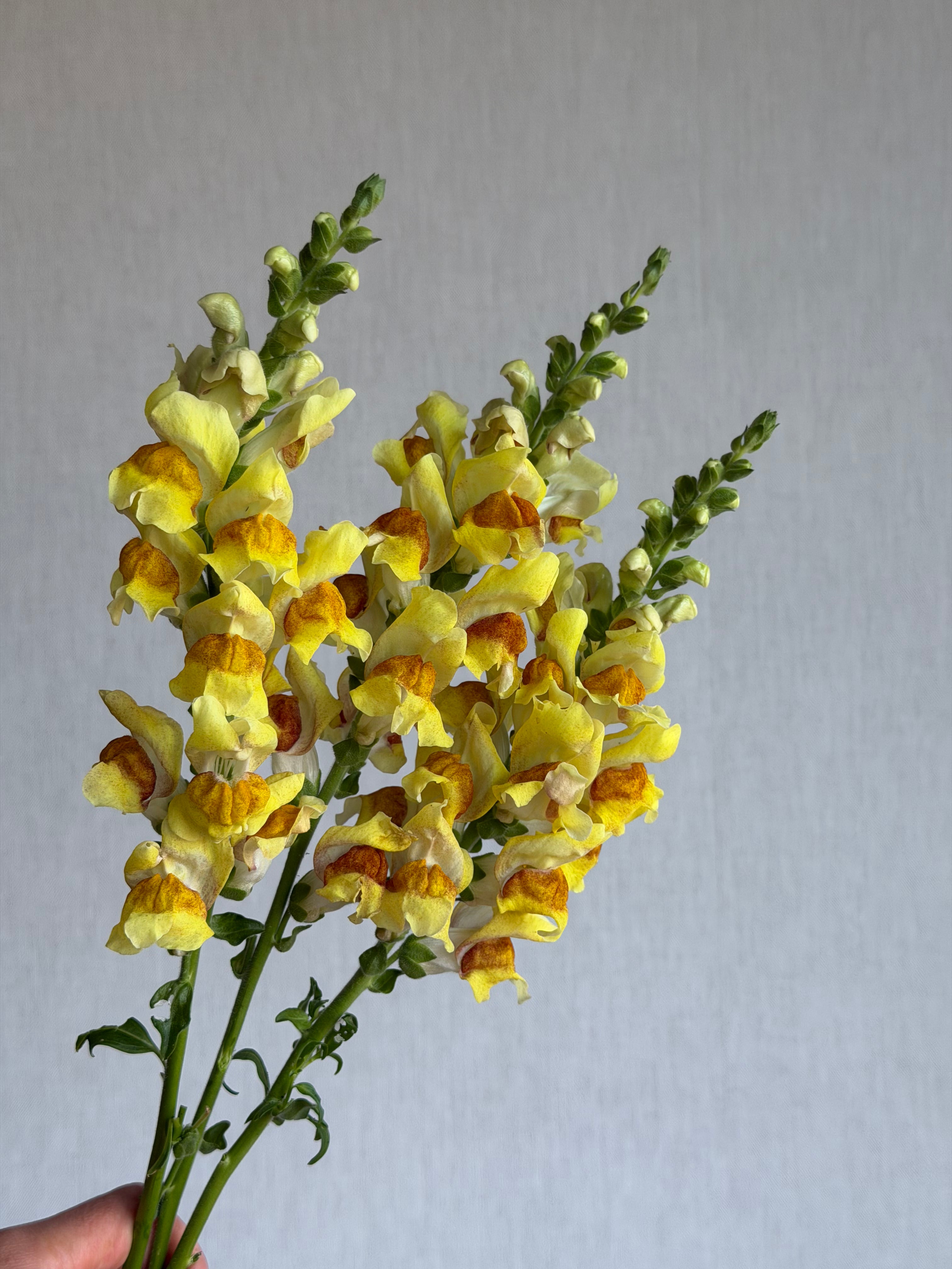 Antirrhinum Avignon Bicolor Yellow - FluffyFlower