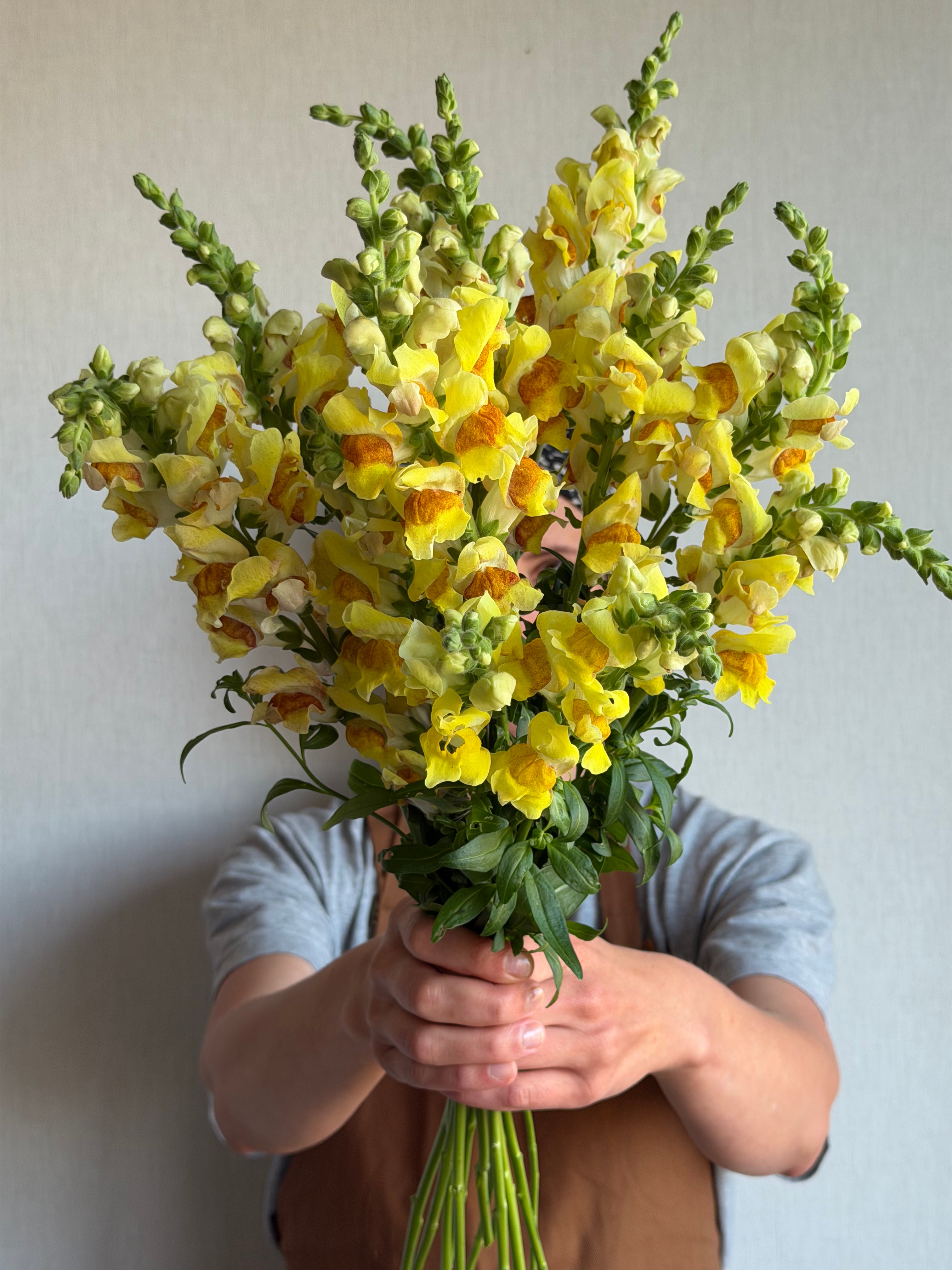 Antirrhinum Avignon Bicolor Yellow - FluffyFlower